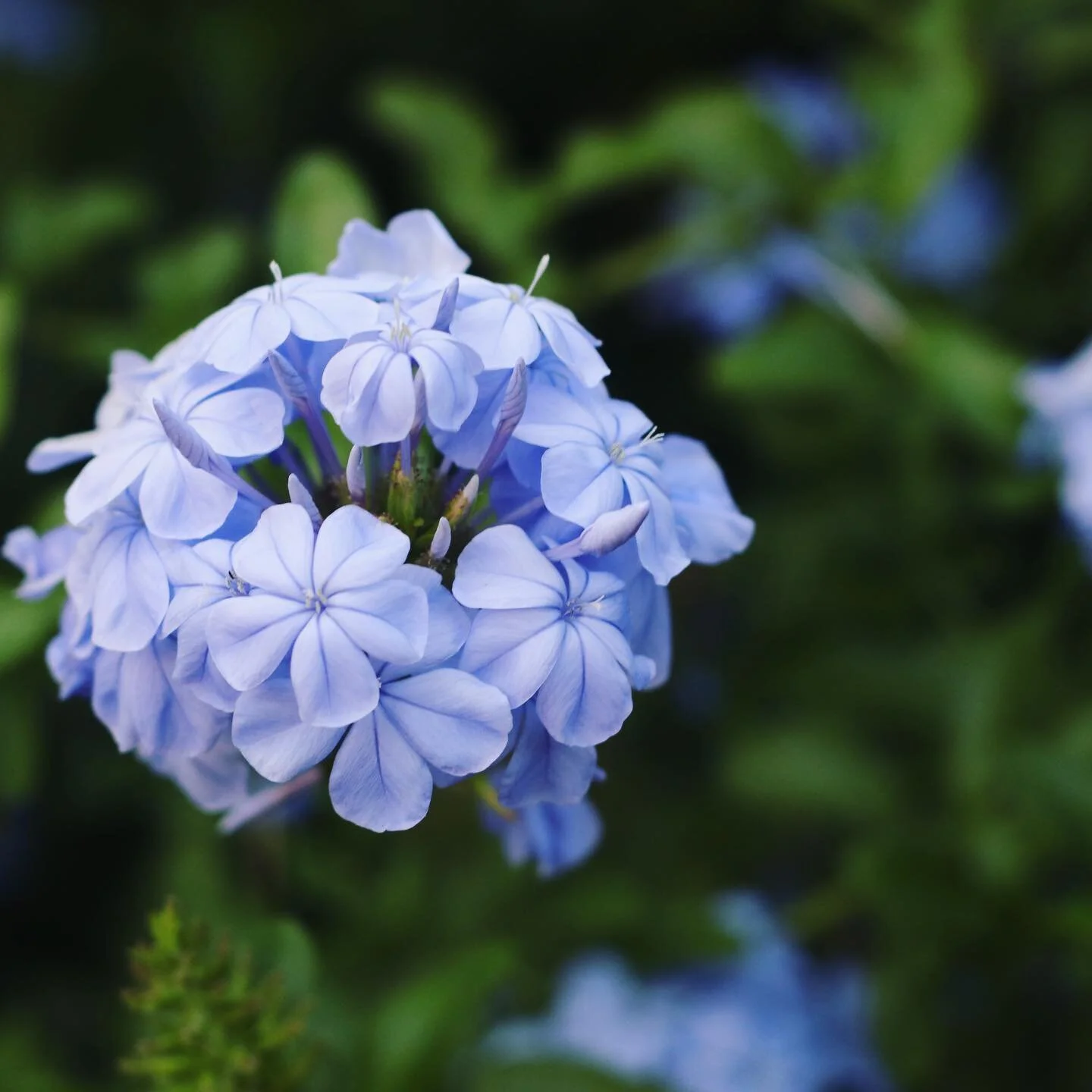 Plumbago😍
.
.
.
.
#plumbago #garden #gardening #flowers #flowersofinstagram #redlands #california #plants #shrub