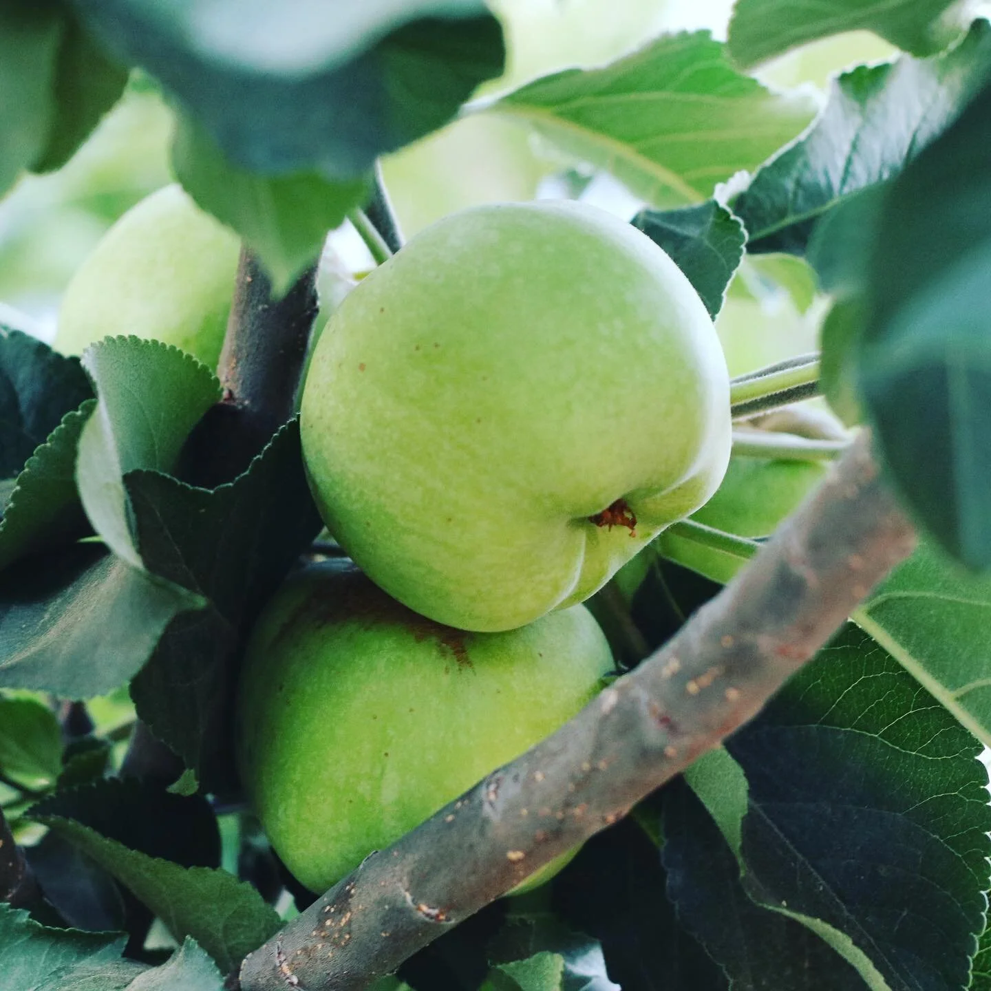 Dorsett Golden Apple🍏 

Juuust about ready to be picked😋
.
.
.
.
#dorsettgoldenapple #apples #applesofinstagram #howboutthemapples #redlands #california #zone9 #garden #gardening