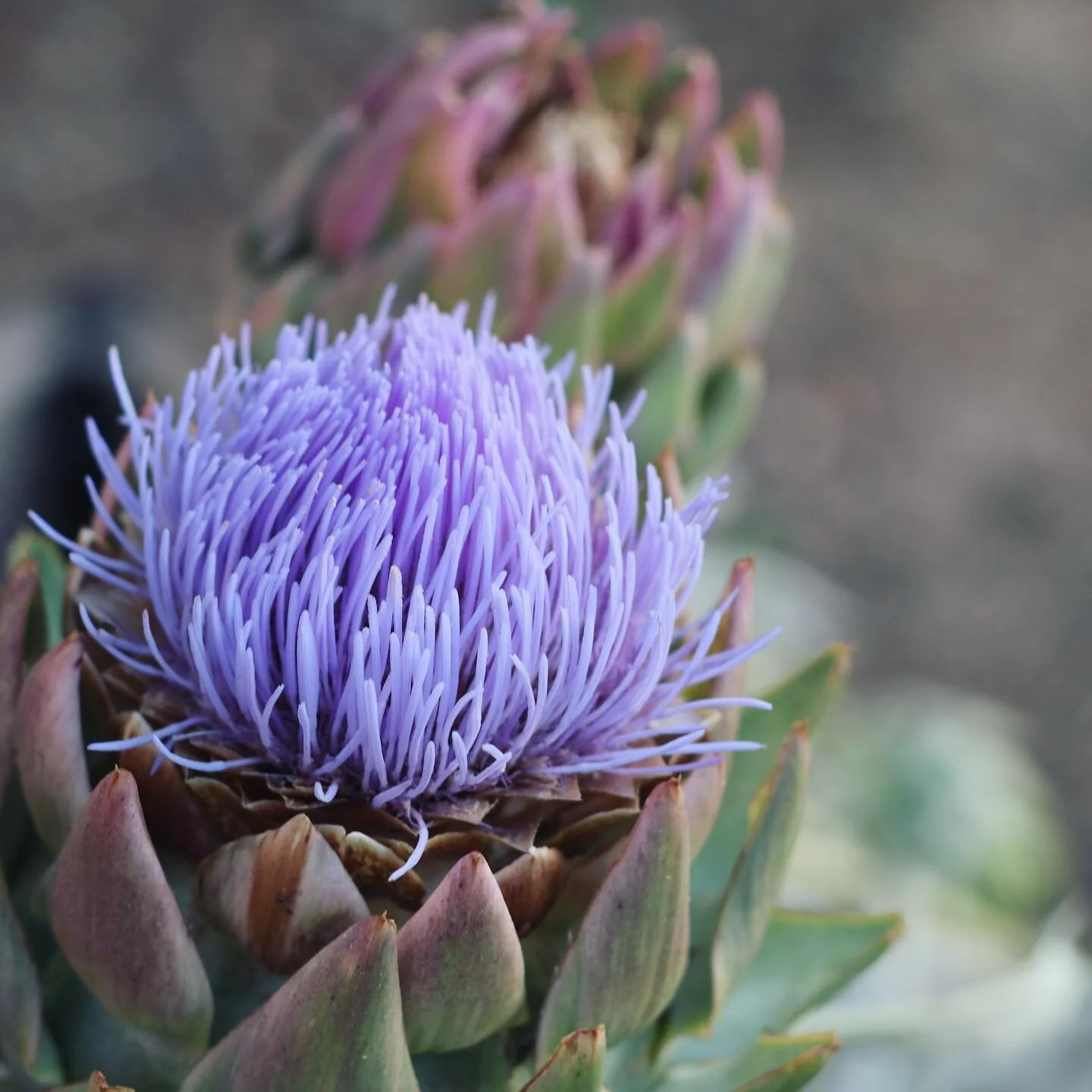 #artichoke #artichokeflower #sunday #garden #raisedbeds