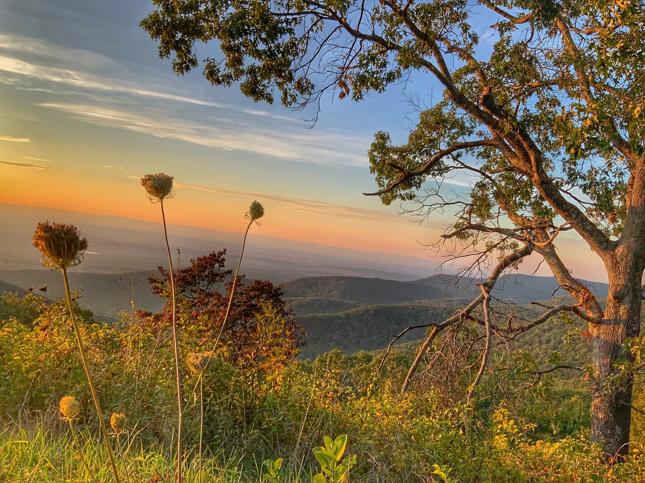 Floral Sunset of Virginia