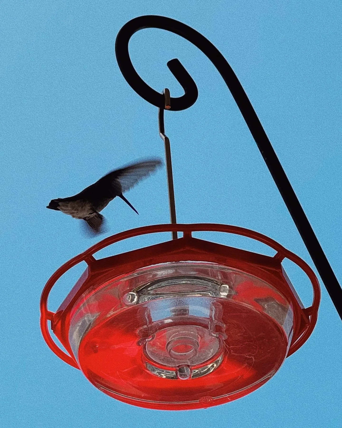 It&rsquo;s a damn shame that there isn&rsquo;t a hummingbird emoji.