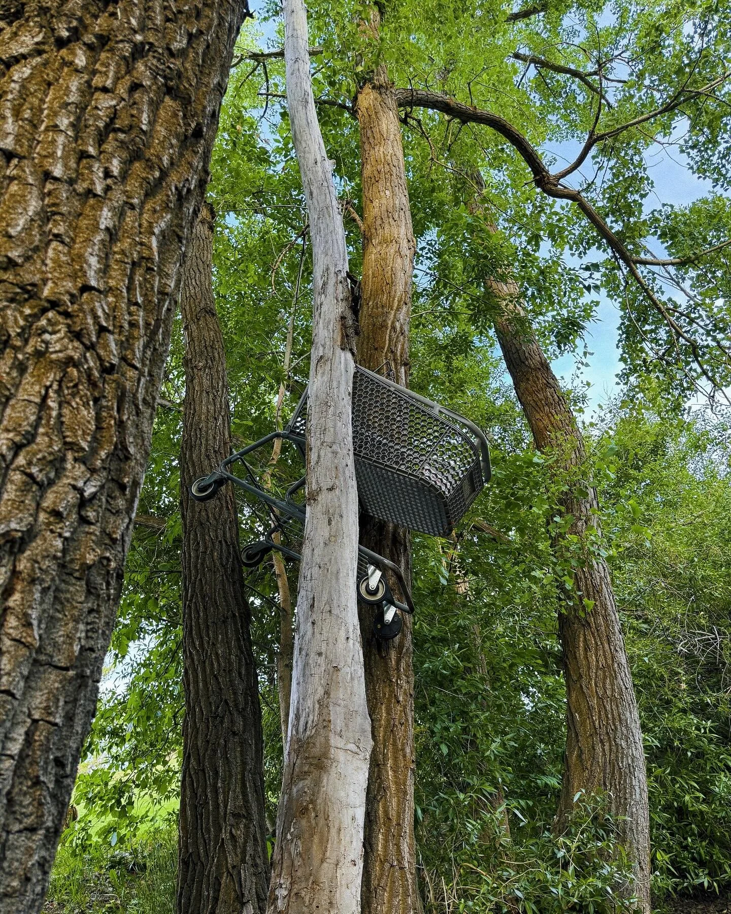 Getting high in the woods. #samankarts