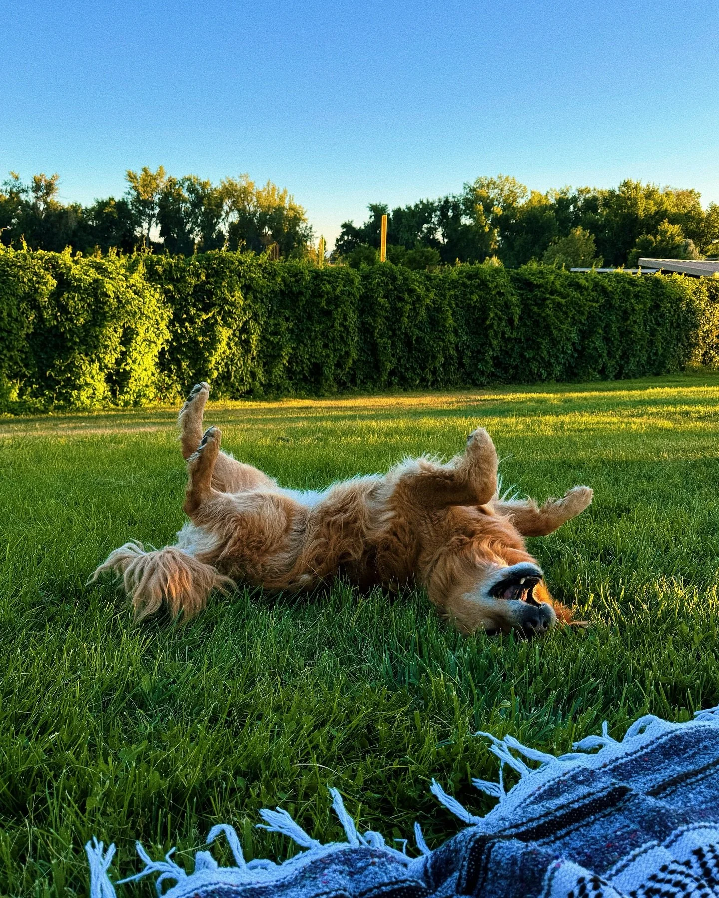 Barley the Bestest Good. 13 and thriving. I love this furry friend of mine. 🥳🍗