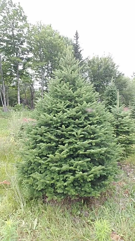 Delivered Christmas Tree — Quinn's Tree Farm