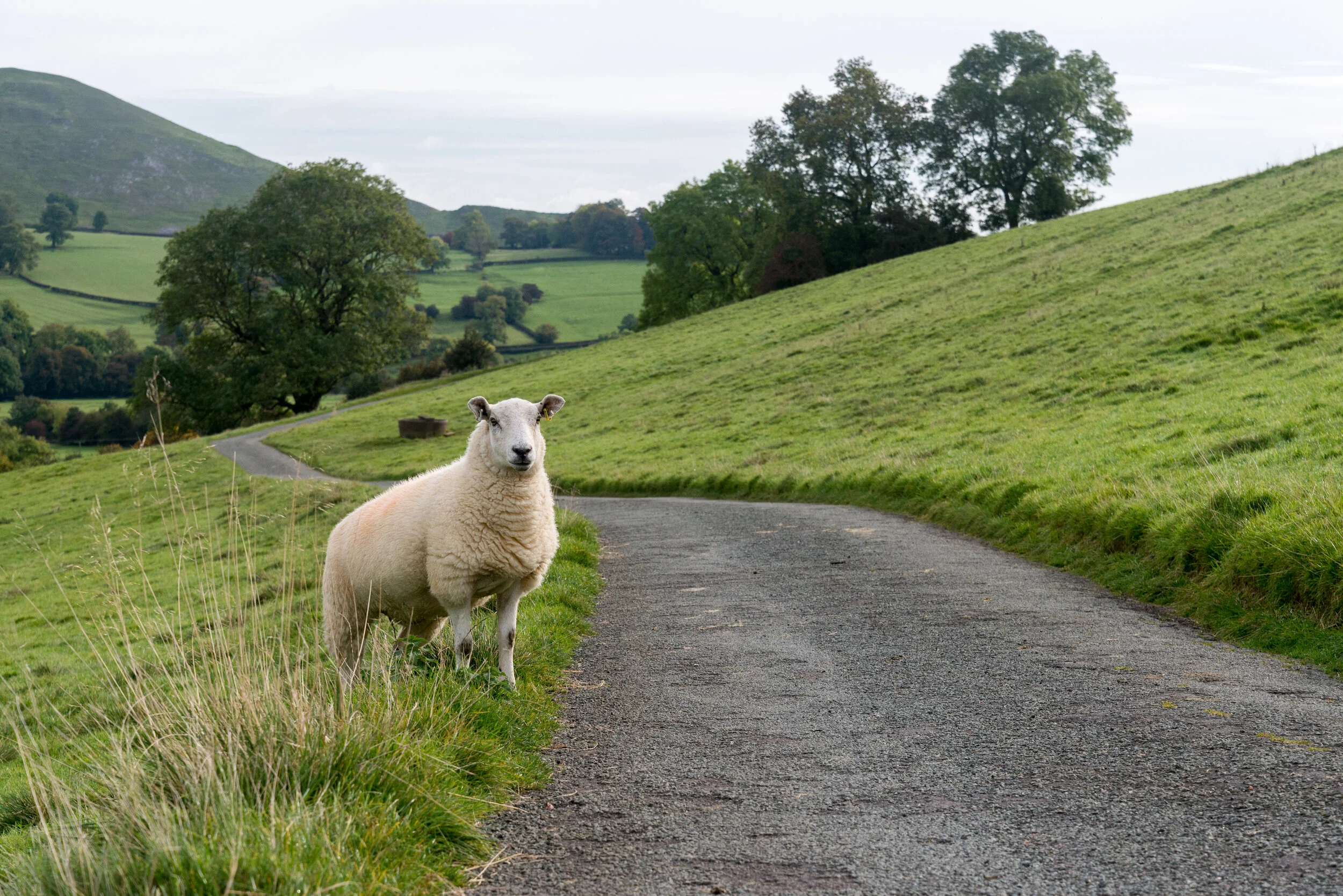 From the Rockies to a Sheep Farm