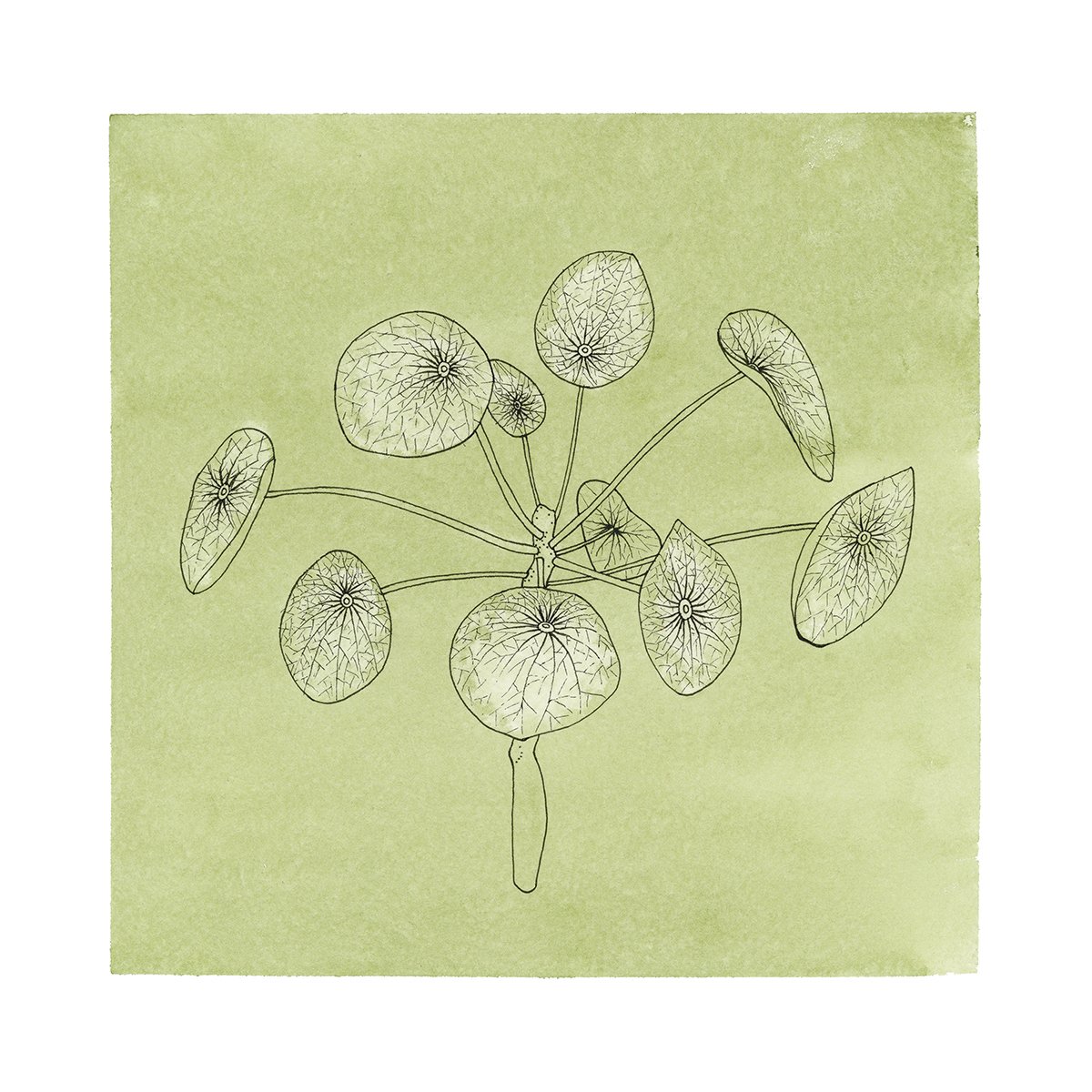Illustration Hand Drawn Sketch of Crassula Ovata, Gollum Jade or Money Plant.  A Succulent Plants for Garden Decoration Stock Vector Image & Art - Alamy