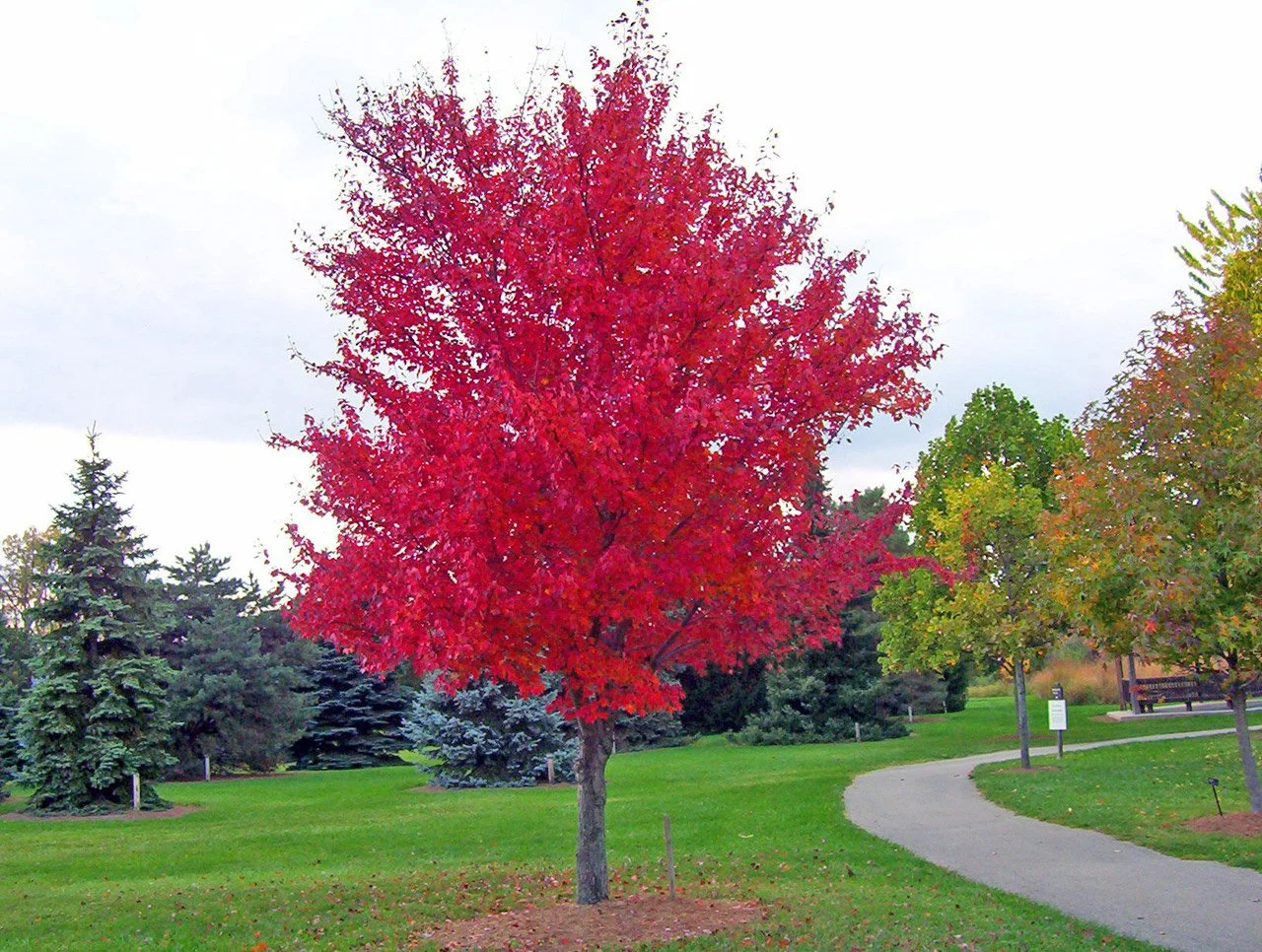 Red Maple tree with bright red autumn foliage.