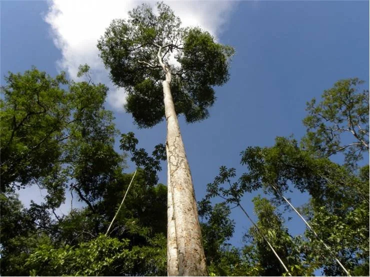 Towering Purpleheart tree rising above rainforest canopy with a tall, straight trunk and leafy crown.