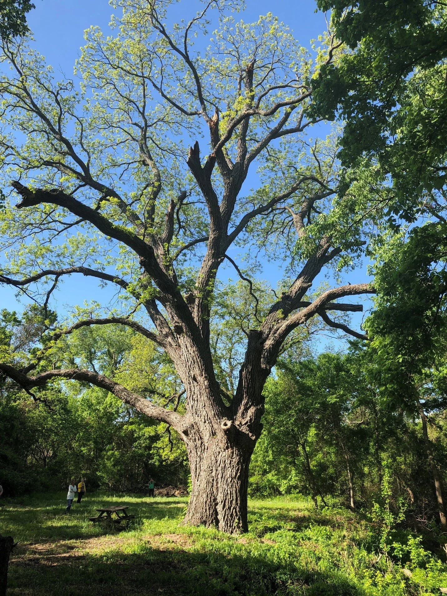 Large mature pecan tree with a wide trunk and spreading branches, an example of the Texas state tree.