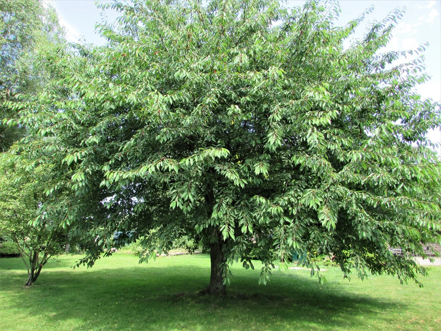 Cherry tree in full summer leaf, wide rounded canopy and sturdy trunk, shown as an example of the species.
