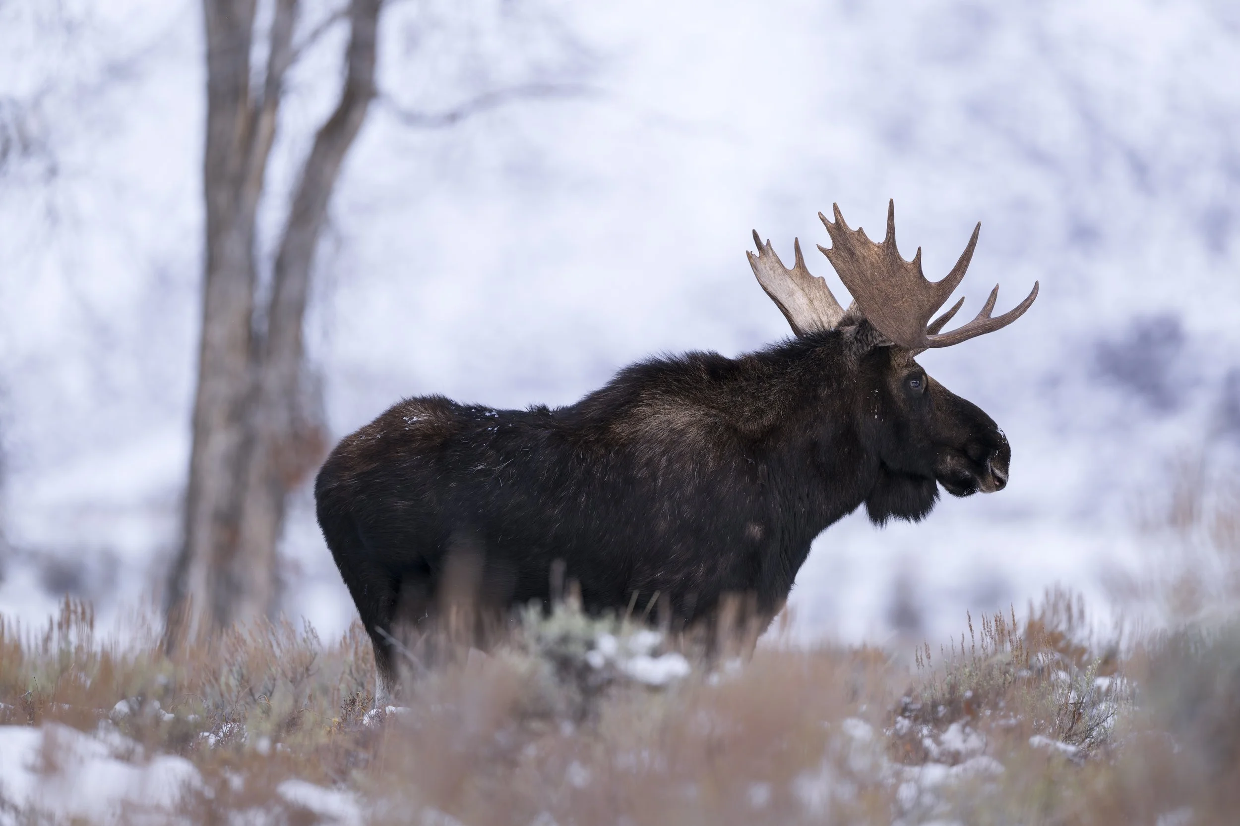 _JHG5034-DxO_DeepPRIME XD2s-Edit.jpg