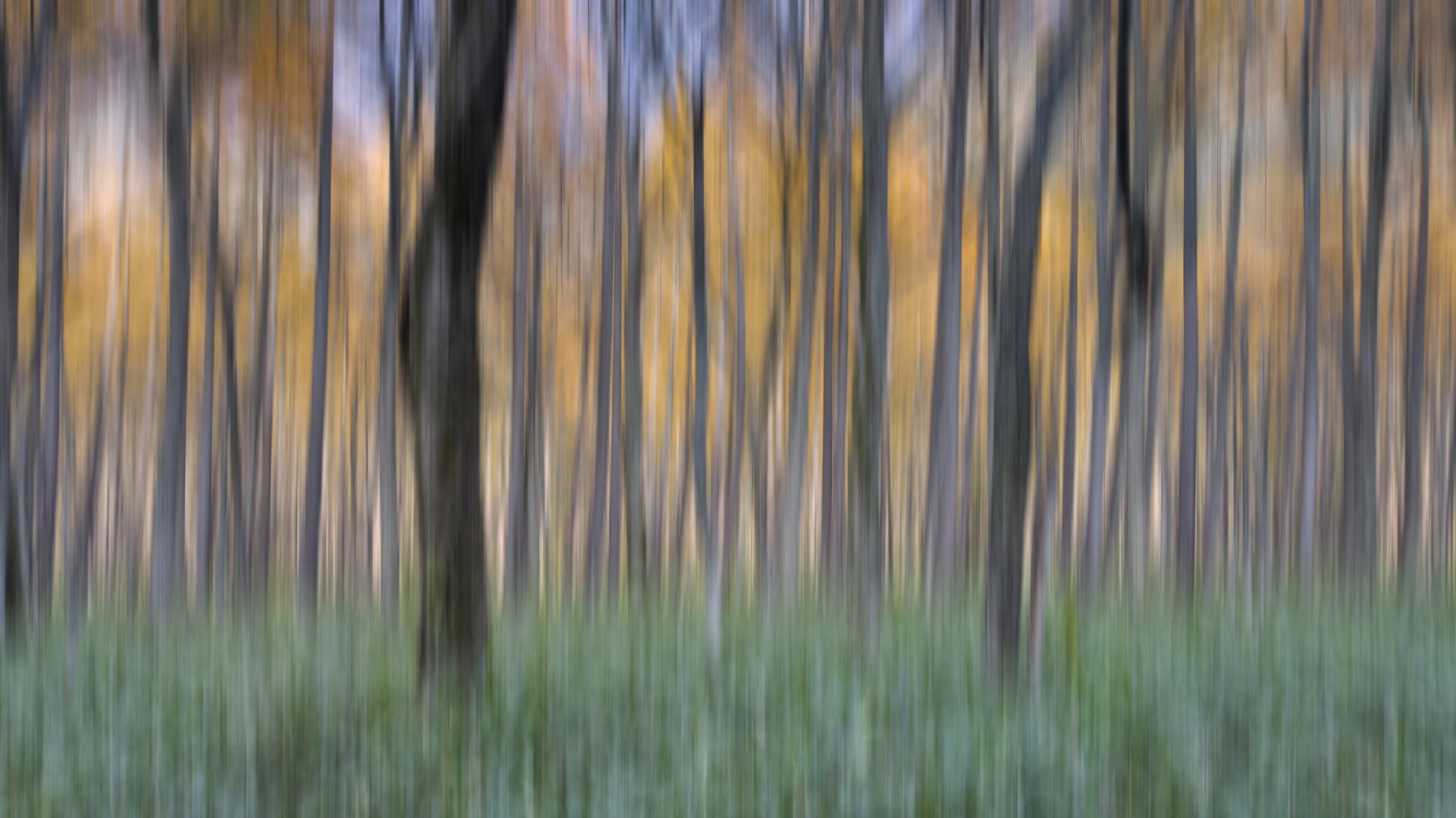 169BlurredColorTrees.jpg