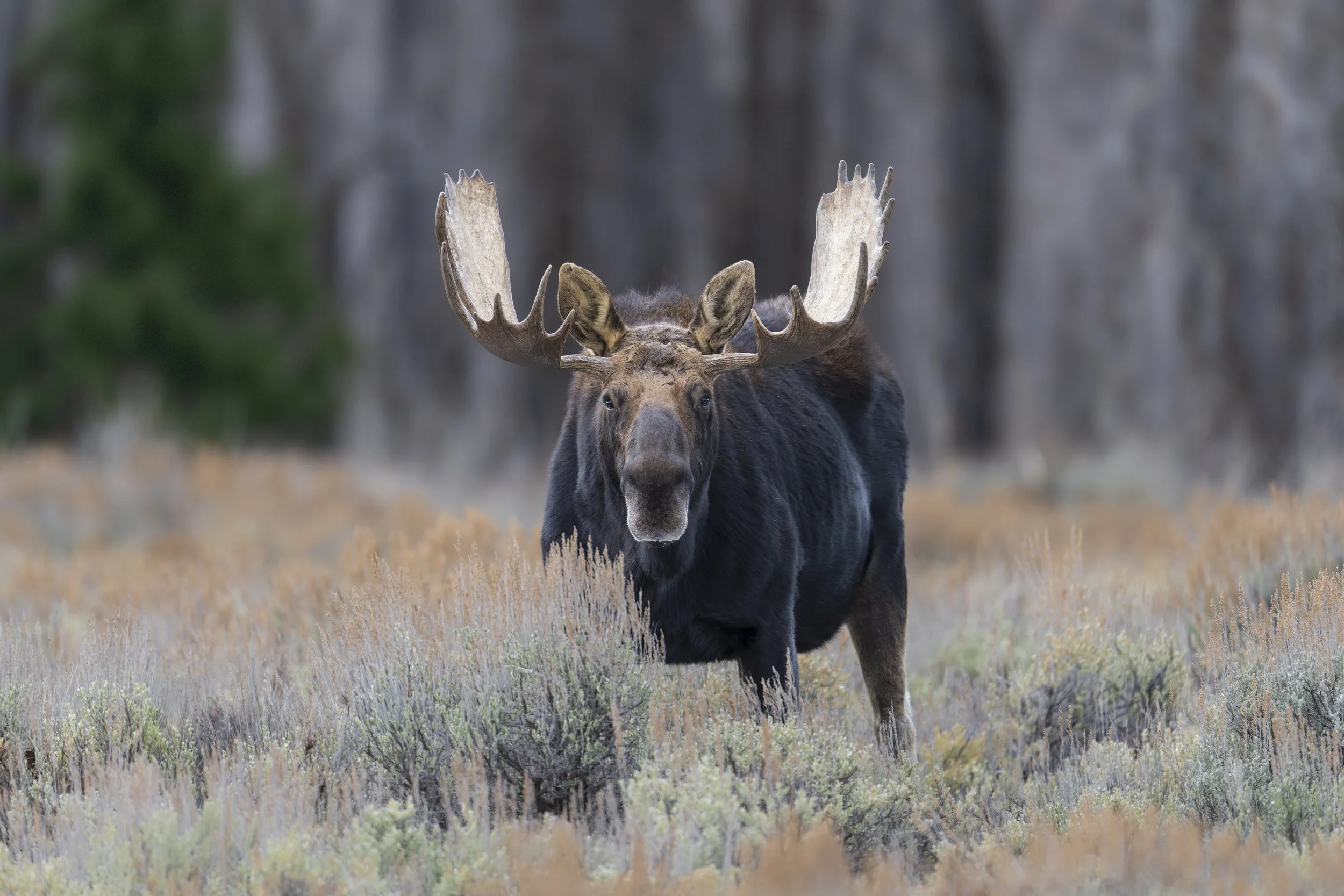 _JHG3221-DxO_DeepPRIME XD2s-Edit-Edit.jpg