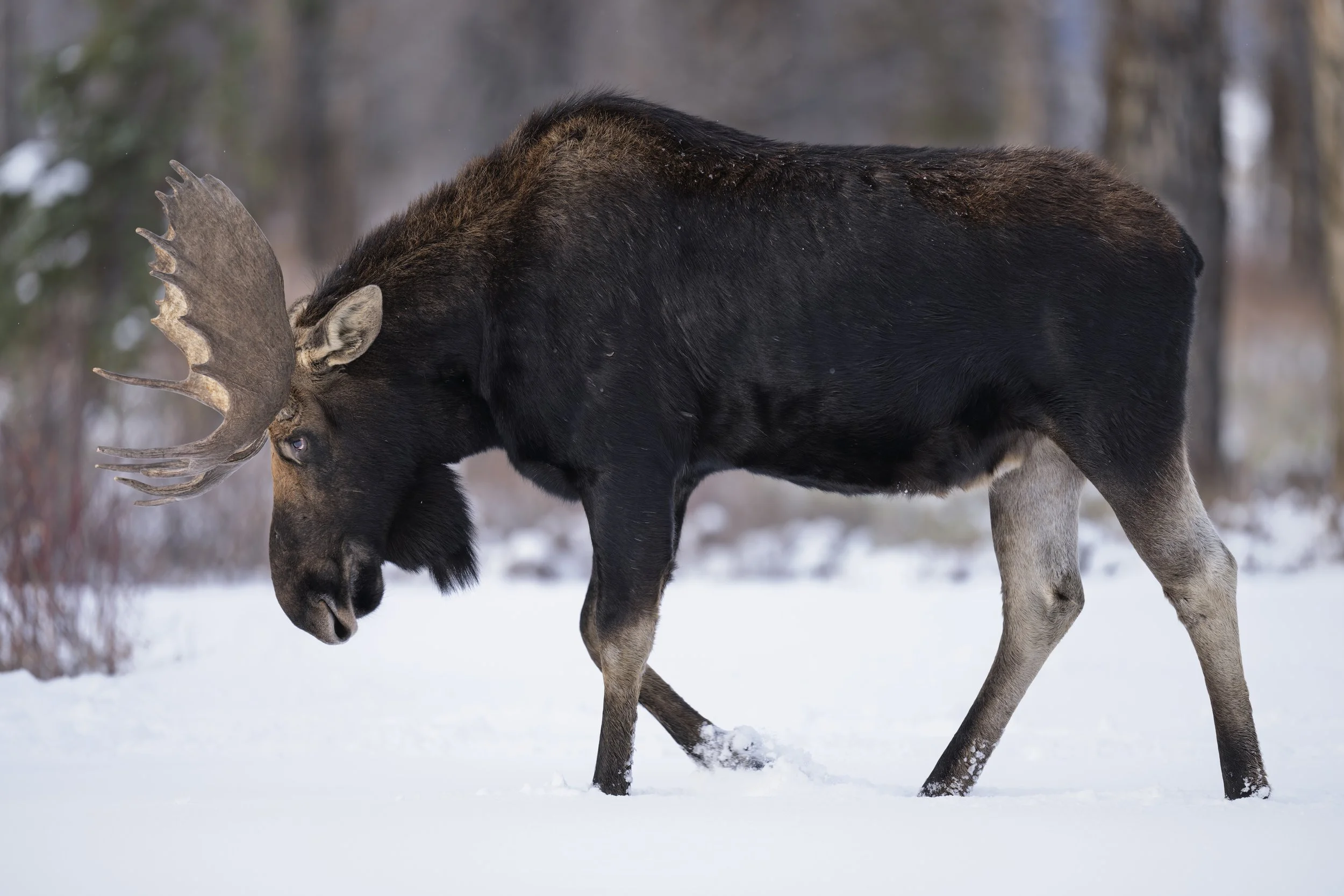 _JHG5649-DxO_DeepPRIME XD2s-Edit.jpg