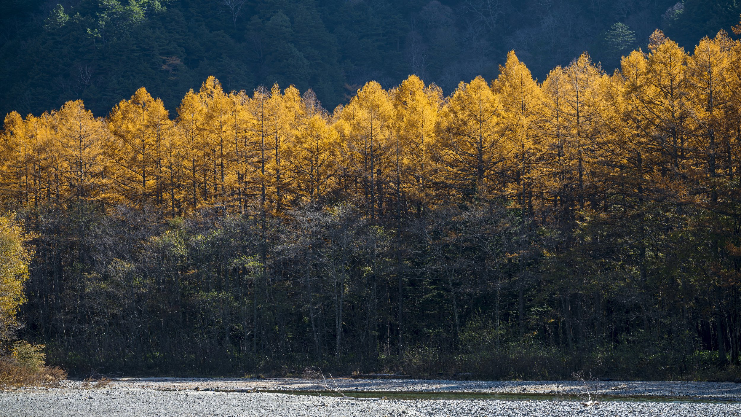 169YellowLineOfTrees2.jpg