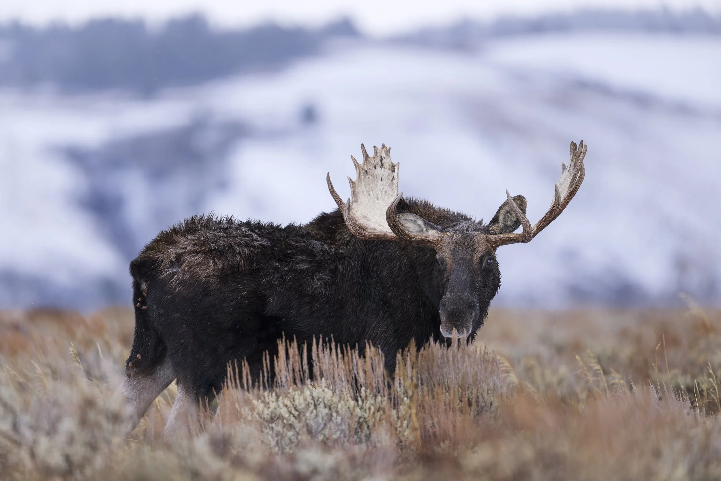 _JHG0467-DxO_DeepPRIME XD2s-Edit.jpg