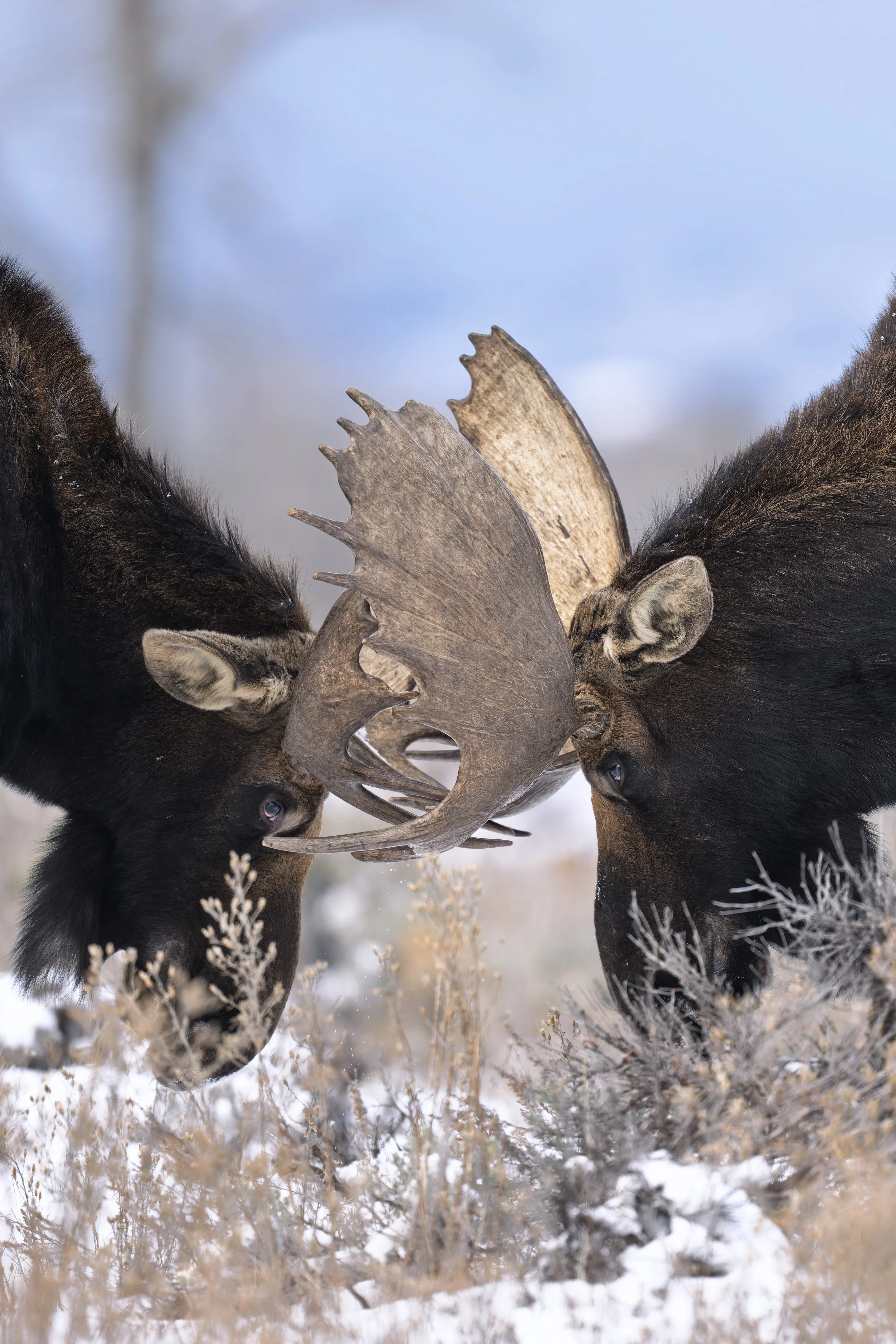 _JHG4050-DxO_DeepPRIME XD2s-Edit.jpg