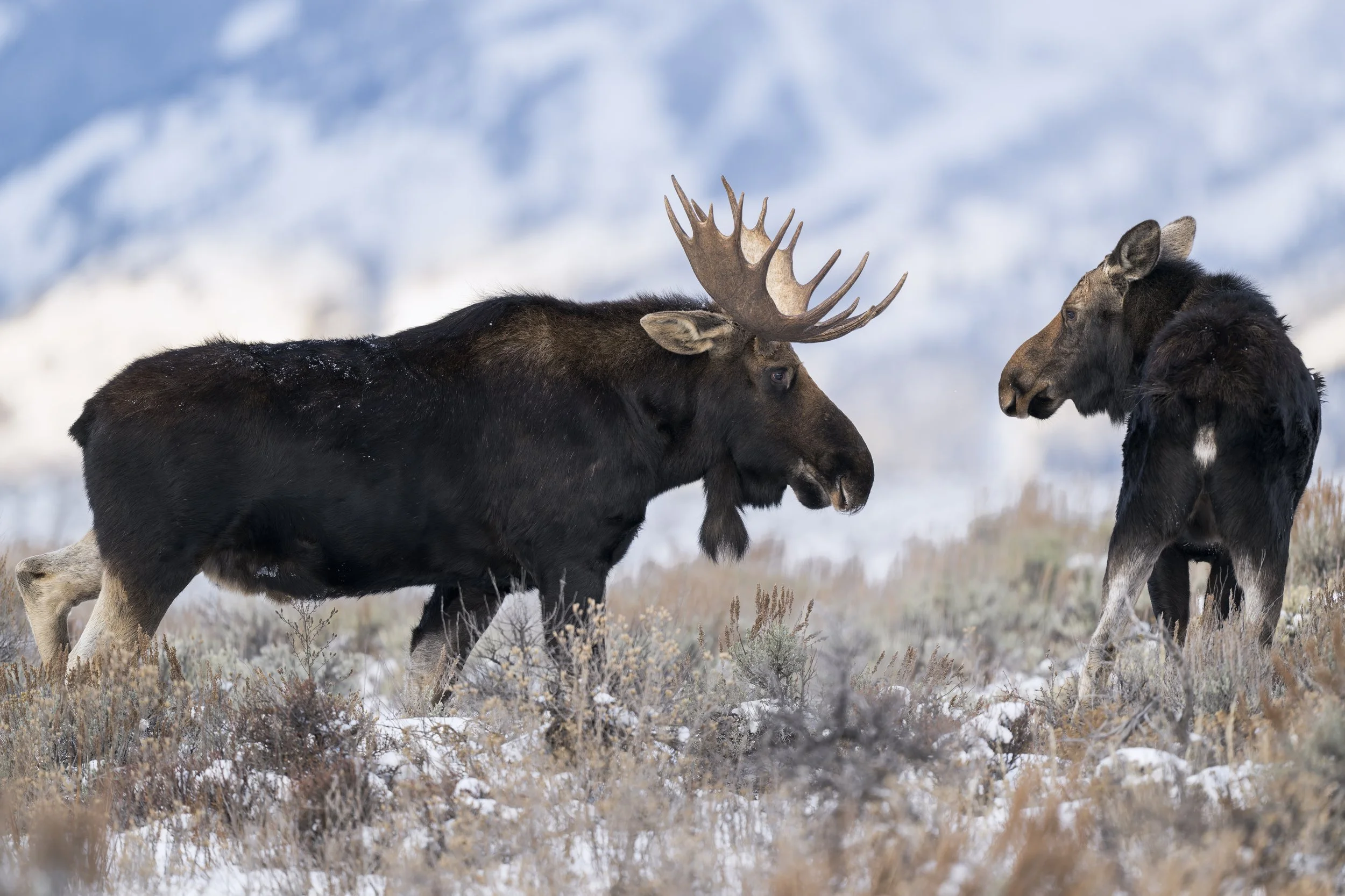 _JHG3586-DxO_DeepPRIME XD2s-Edit.jpg