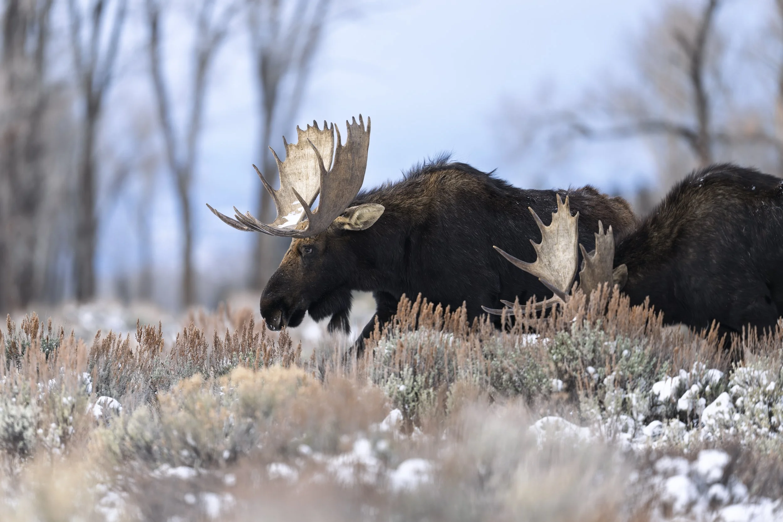 _JHG4256-DxO_DeepPRIME XD2s-Edit.jpg