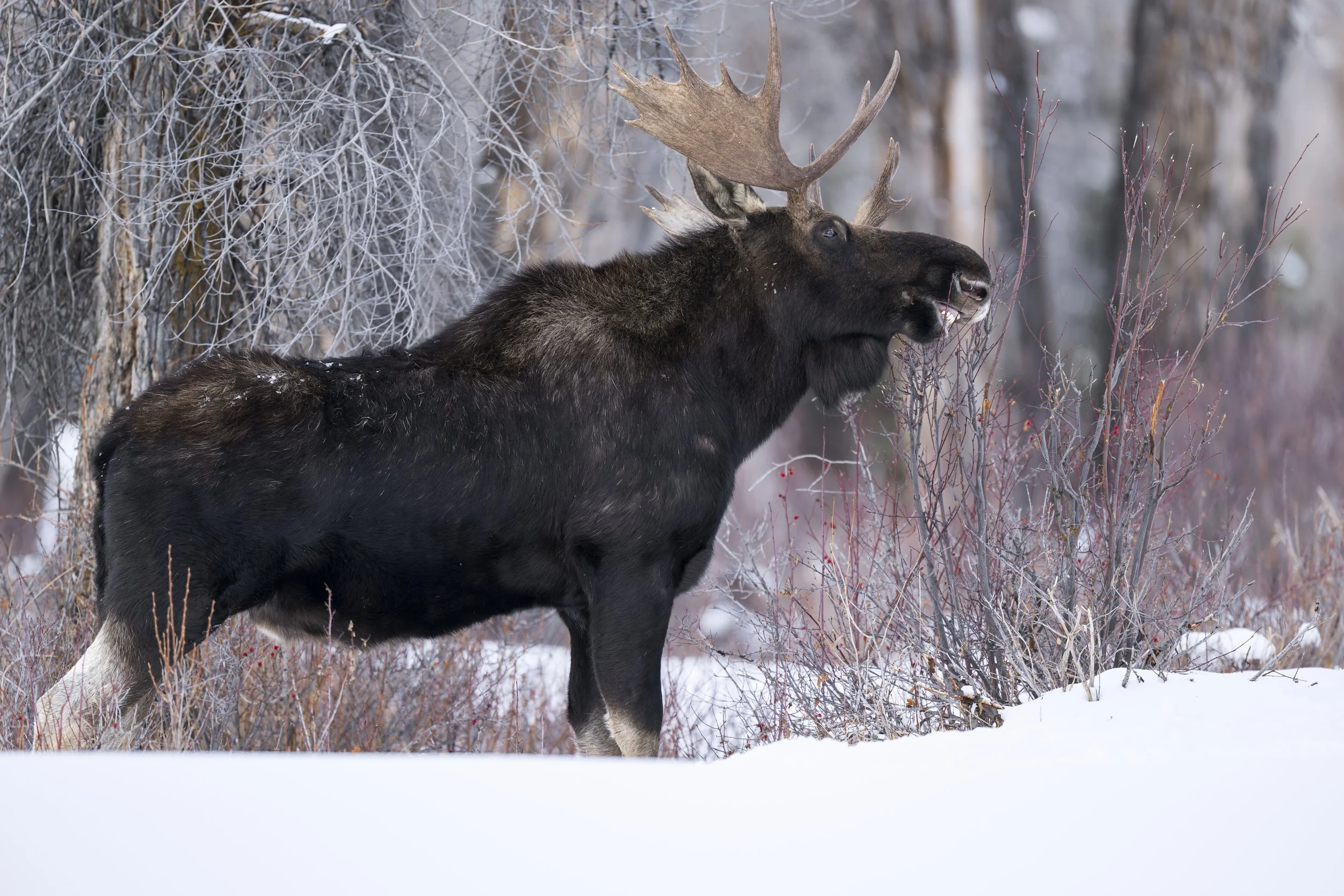 _JHG6018-DxO_DeepPRIME XD2s-Edit.jpg