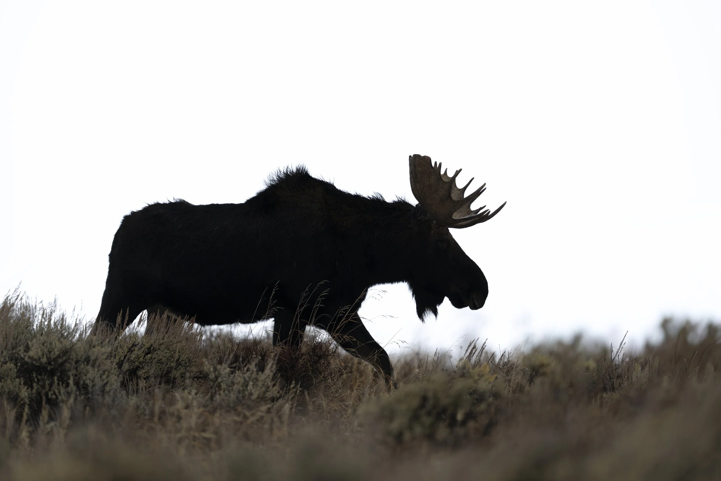 _JHG1700-DxO_DeepPRIME XD2s-Edit.jpg