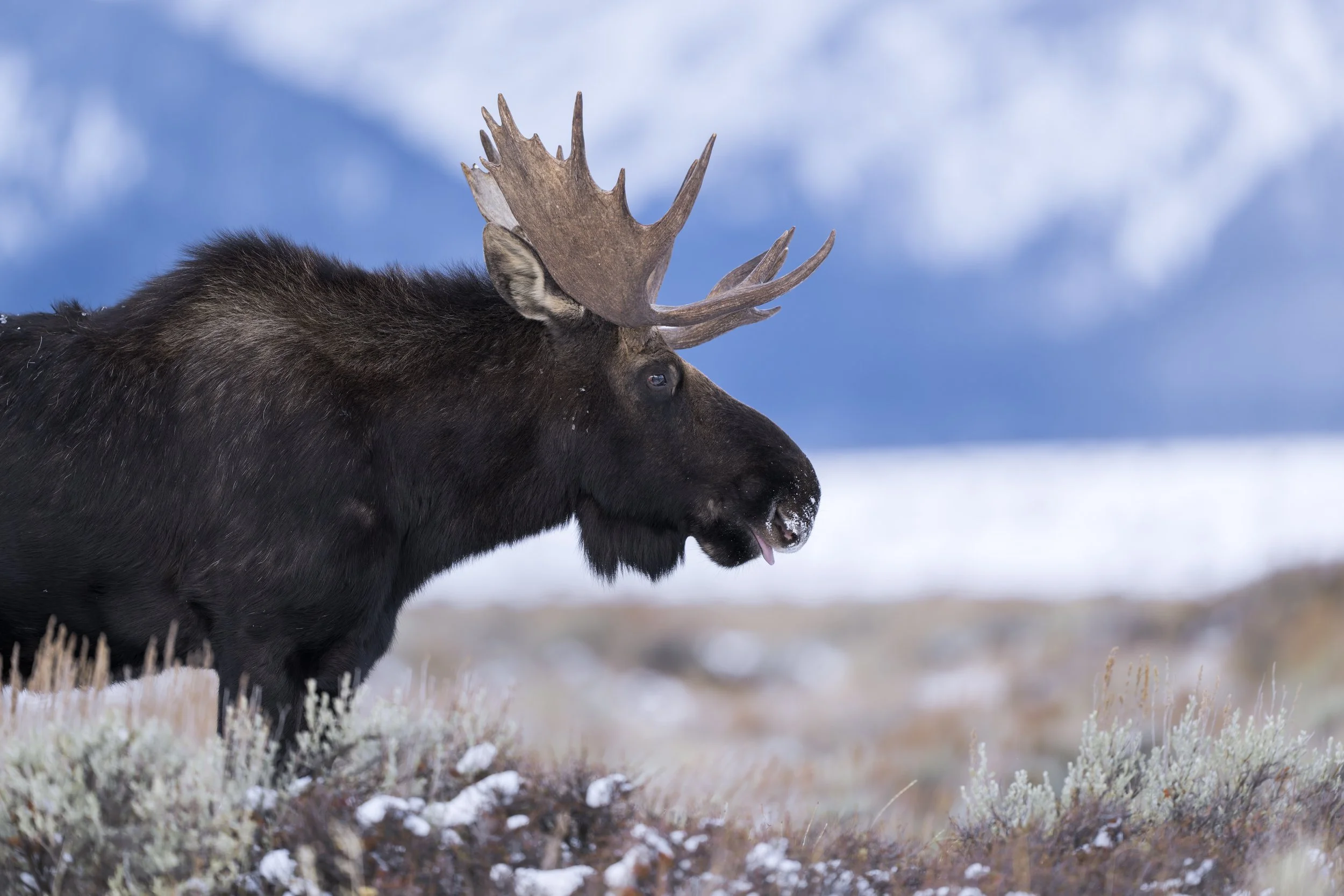 _JHG4476-DxO_DeepPRIME XD2s-Edit.jpg