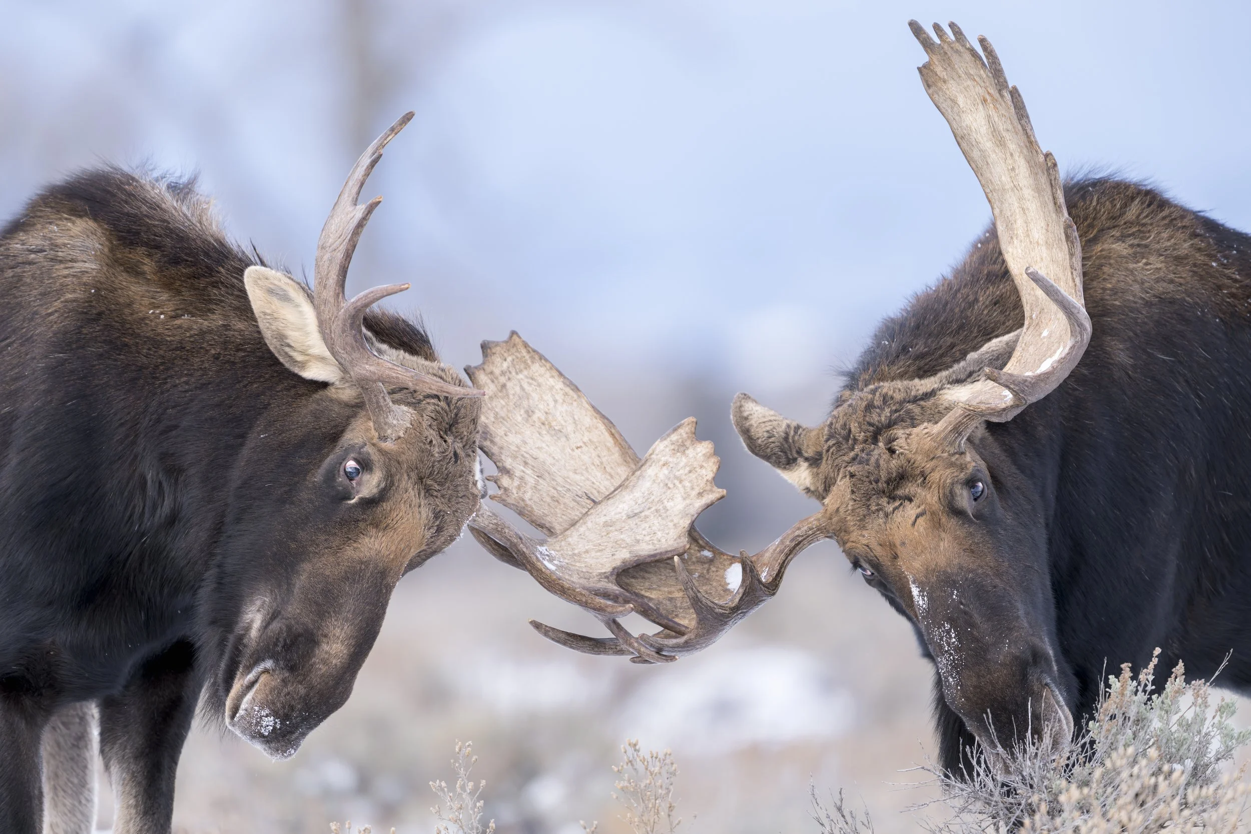 _JHG4168-DxO_DeepPRIME XD2s-Edit.jpg