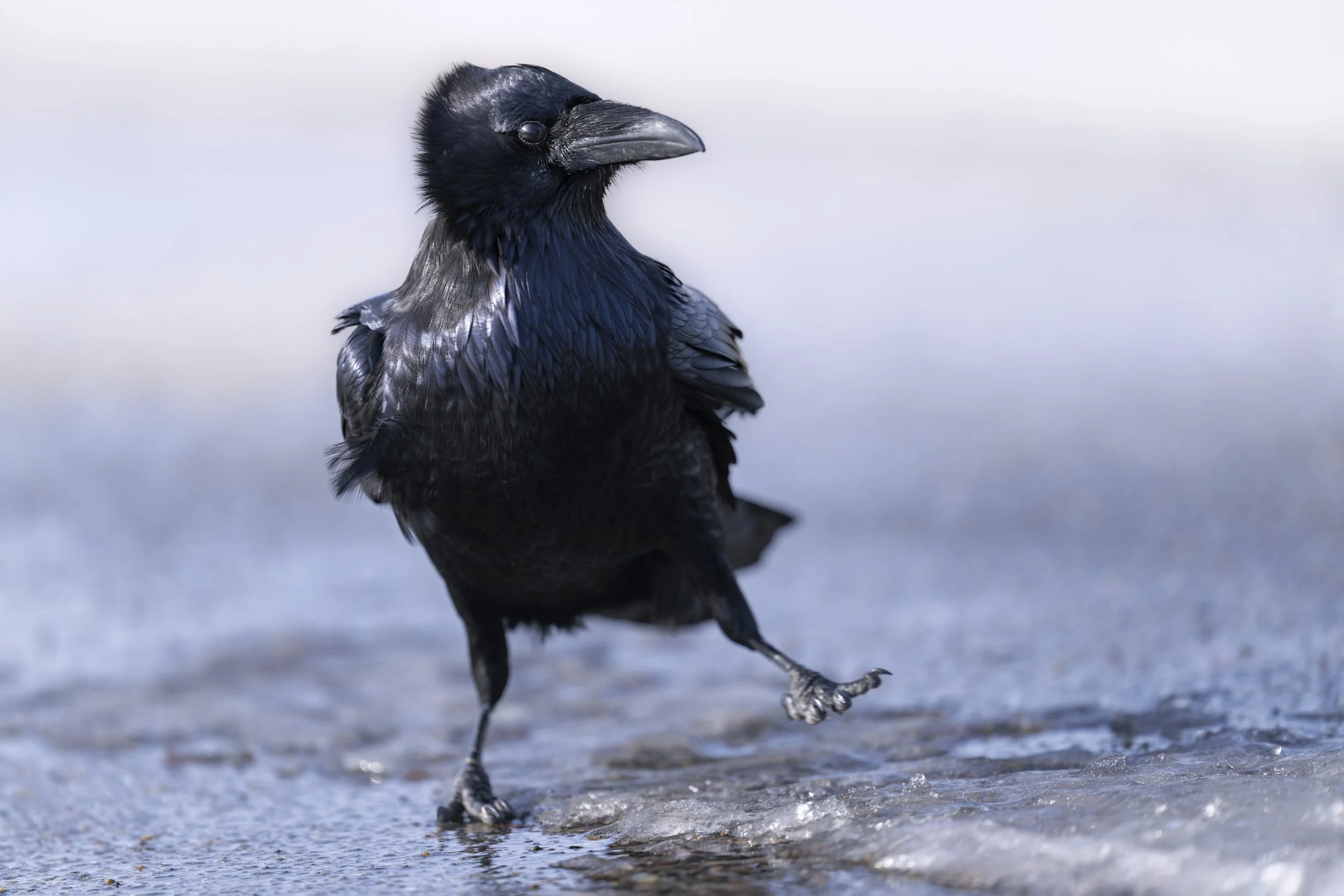 _JHG7474-DxO_DeepPRIME XD2s-Edit.jpg