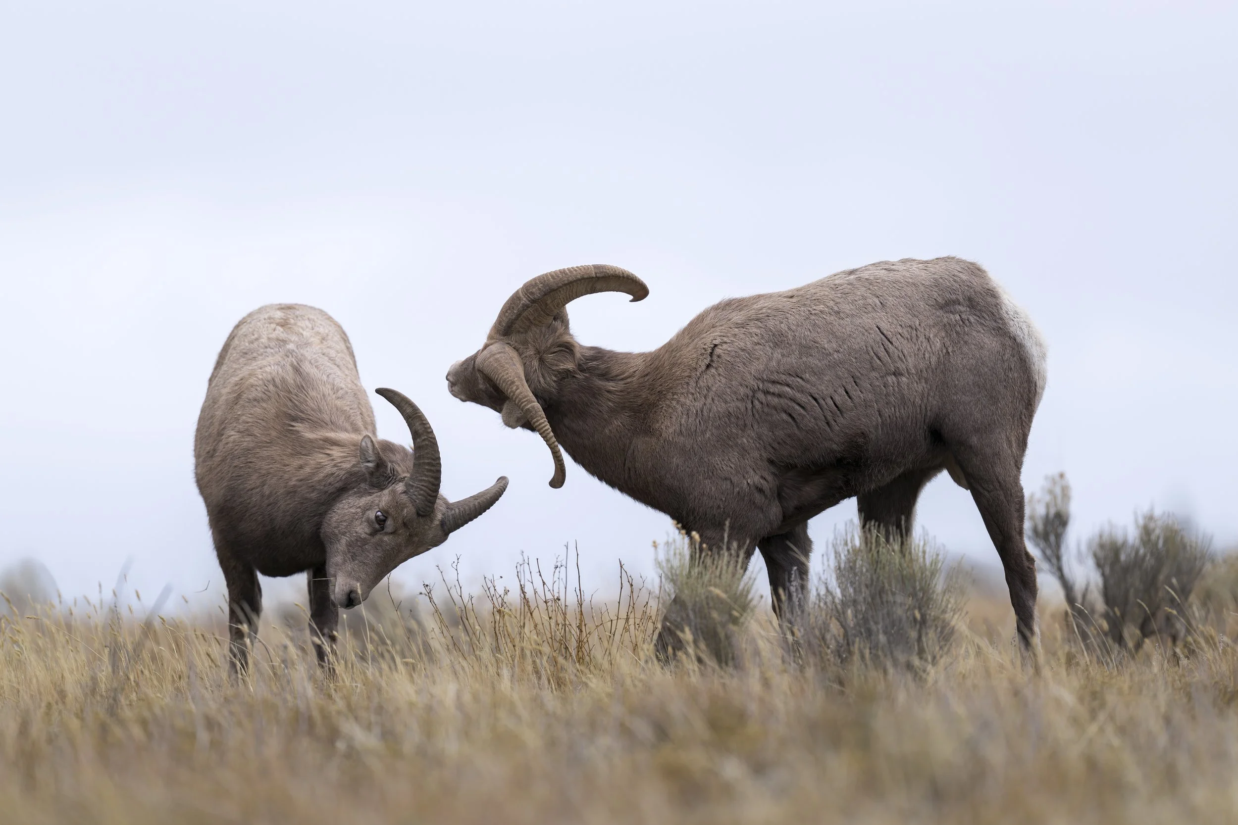 _JHG3345-DxO_DeepPRIME XD2s-Edit.jpg