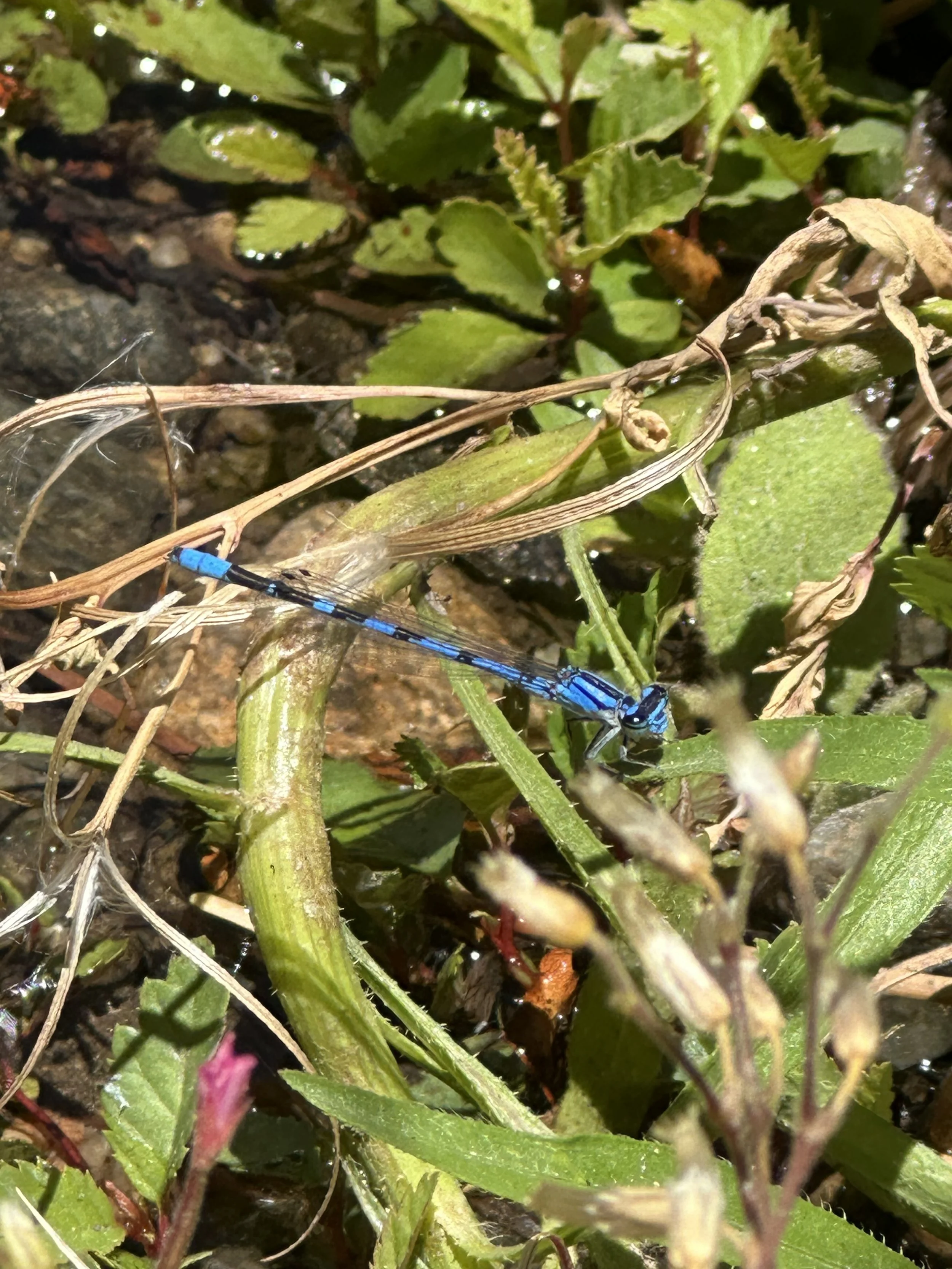 A blue long bodied dancing bug on the surface of lake water.