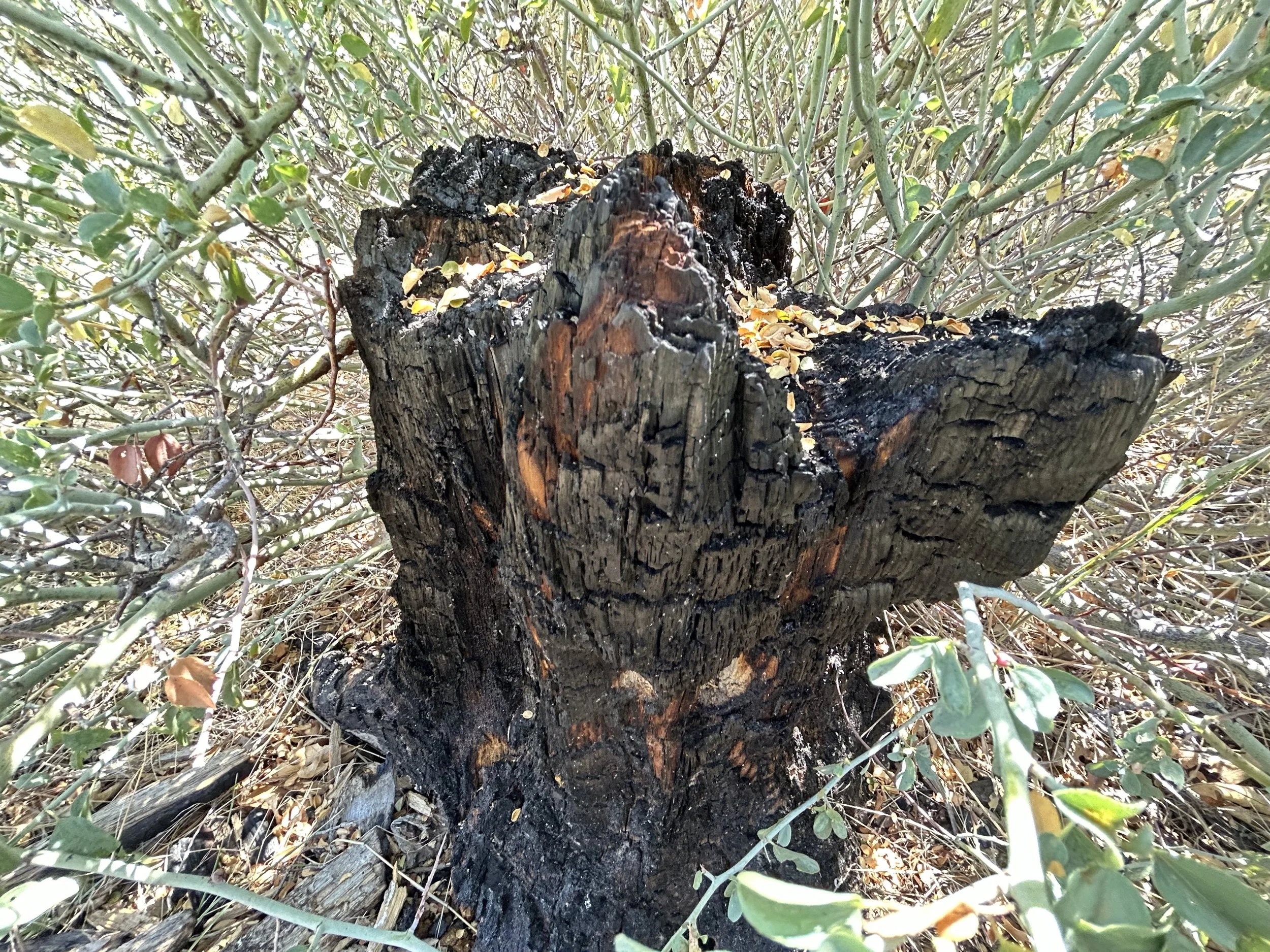 A rooted burnt stump that is cut off and burned  at the trunk in the forest.