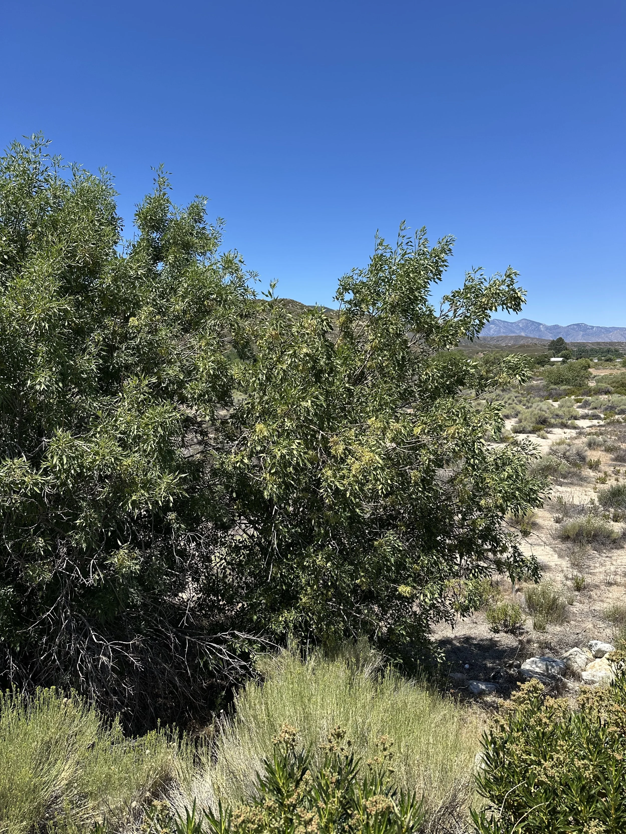 A green bush against a landscape, mountains and clear blue skies.