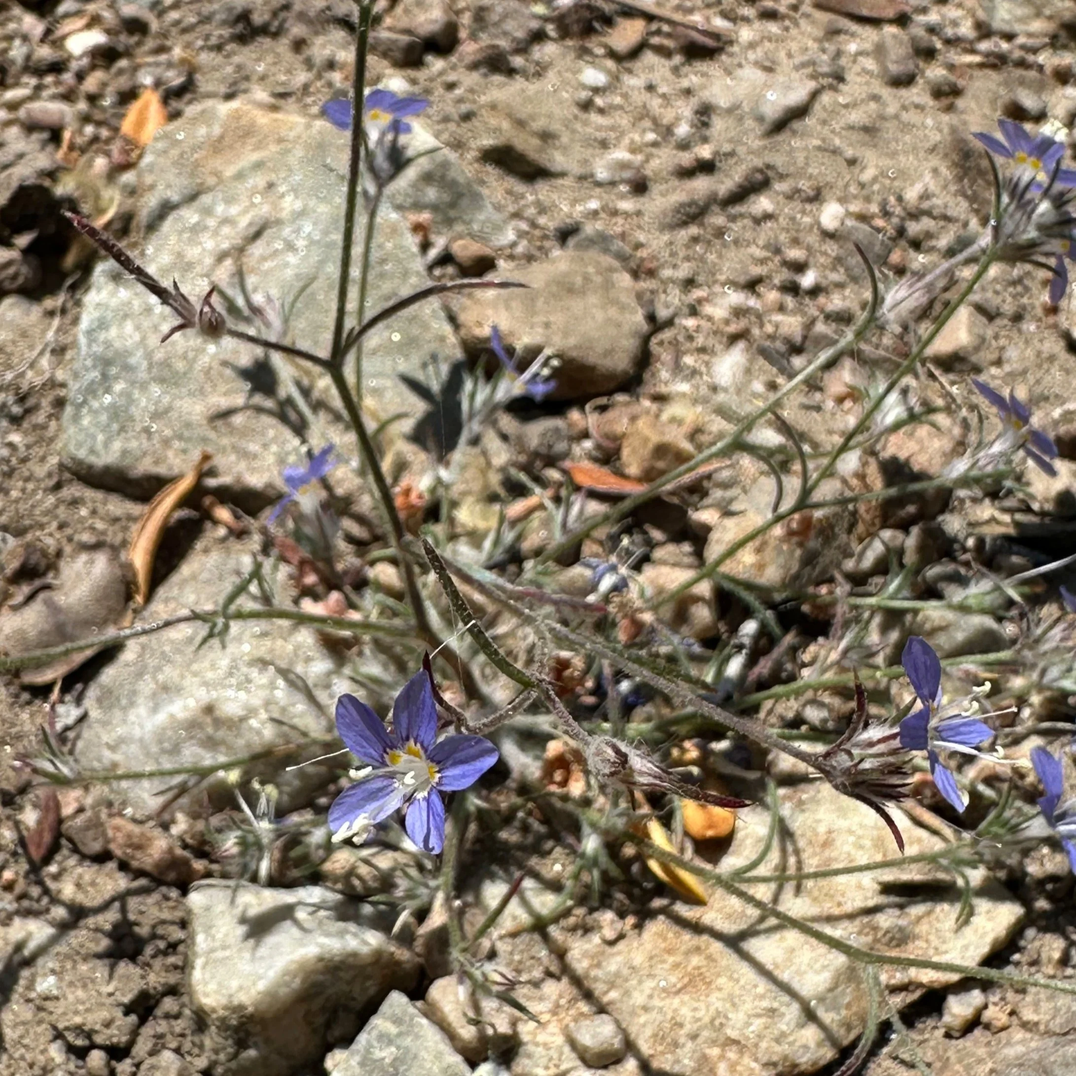 A small purple flower in dirt gravel.