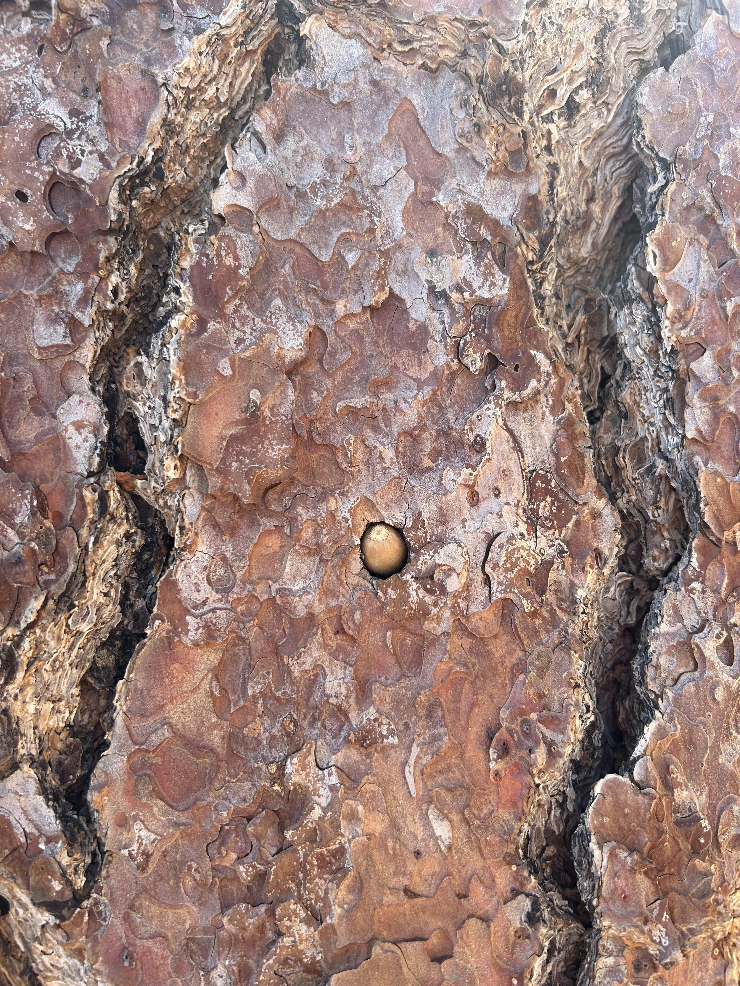 A woodpecker made acorn hole whole in a tree.