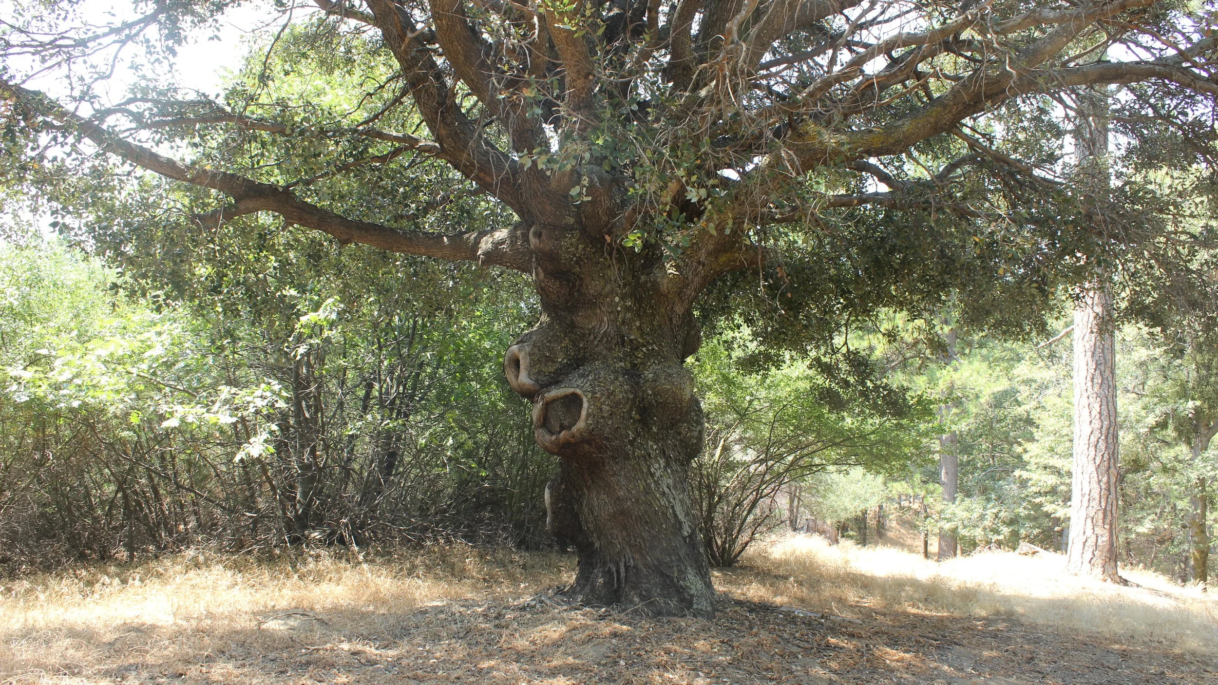 A big knobby tree with greenery all around it.