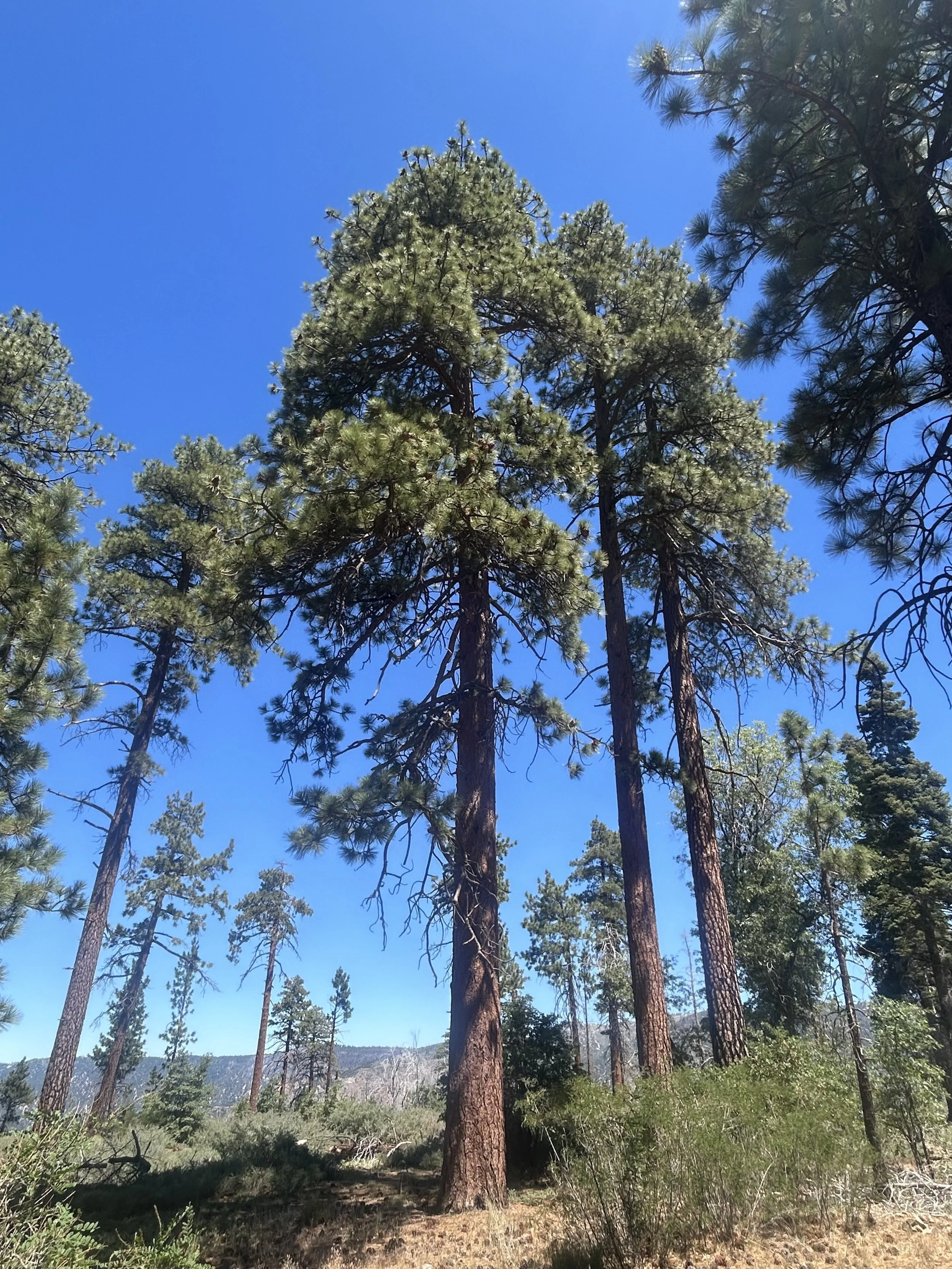 A large acorn tree stands with blue sky behind them.