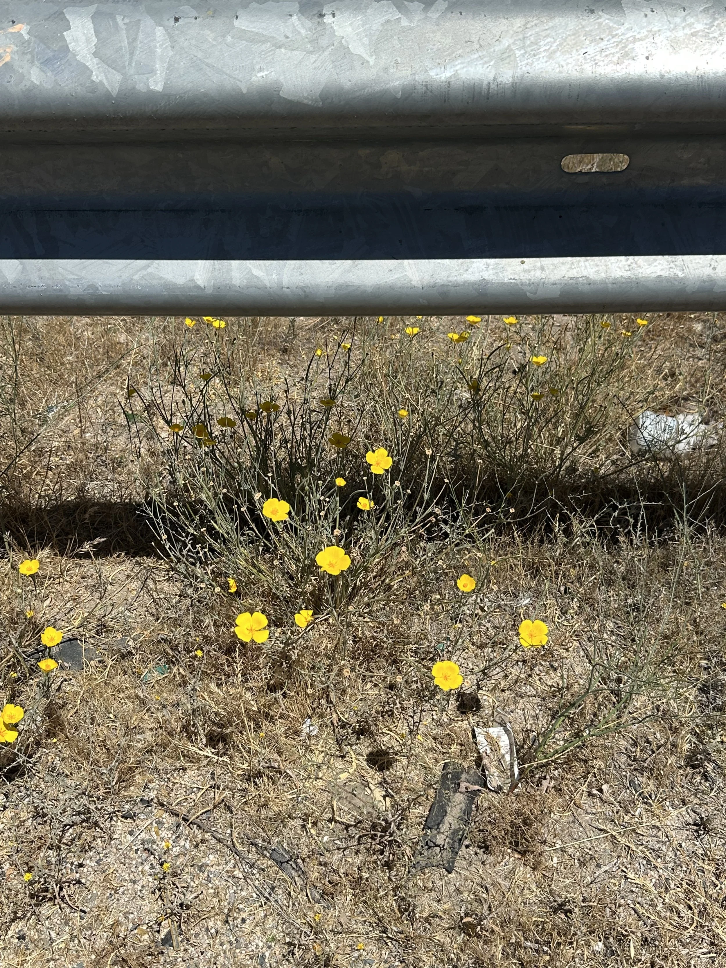 Yellow flowers growing on the side of the road.