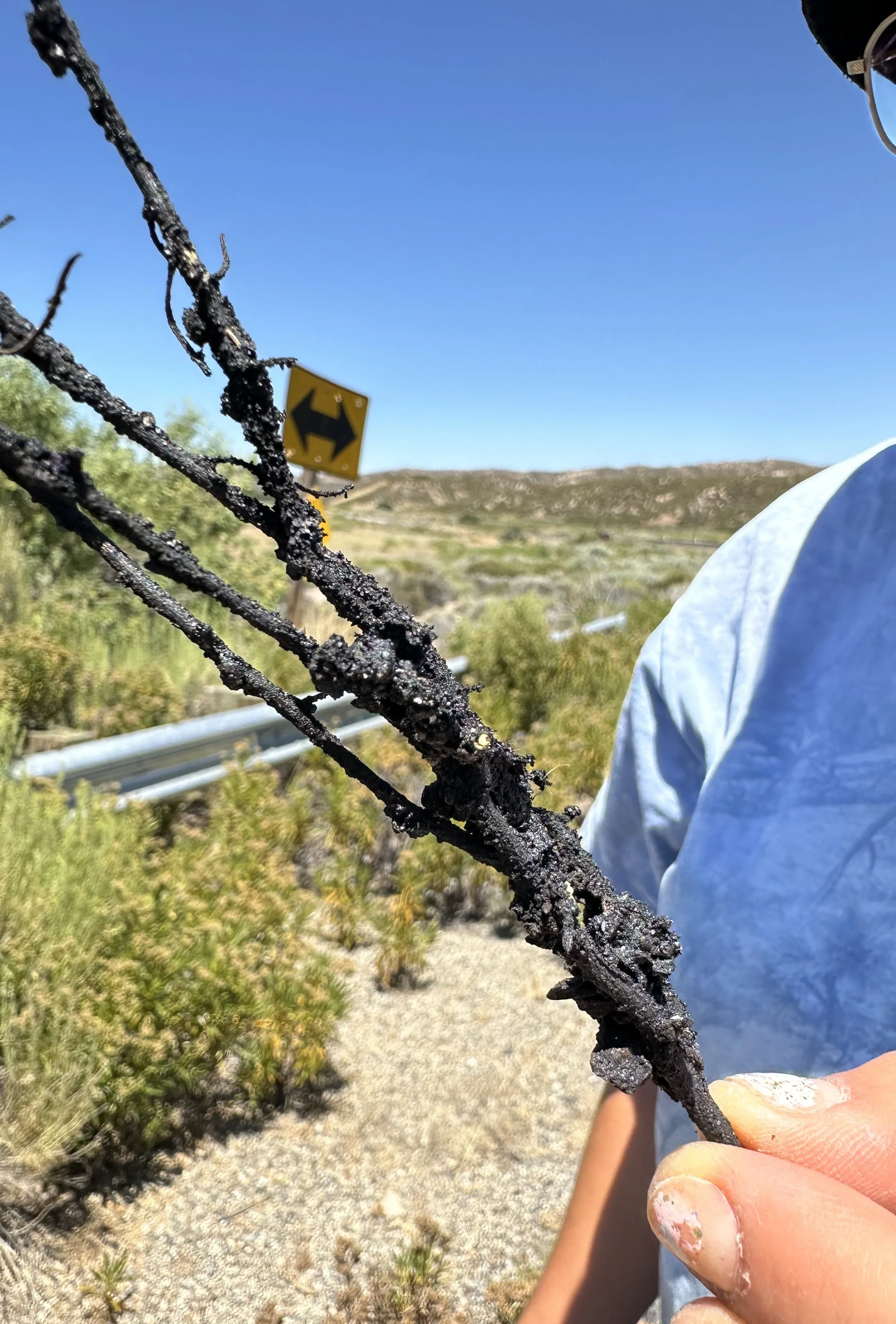 A persons hand peaks in the lower right corner holding a vegetation branch covered in asphalt.