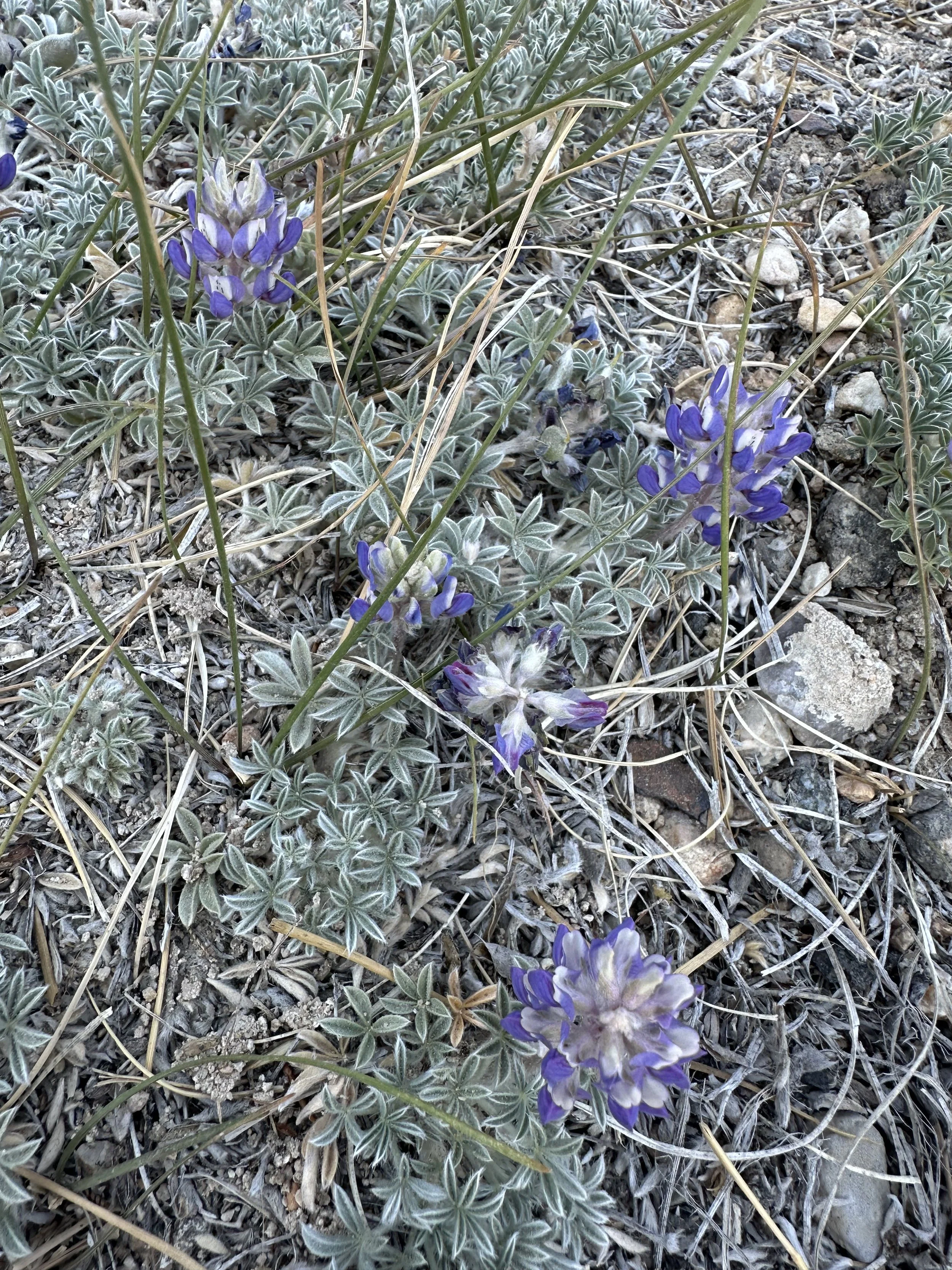 Small purple flowers growing out of a lush green bush.