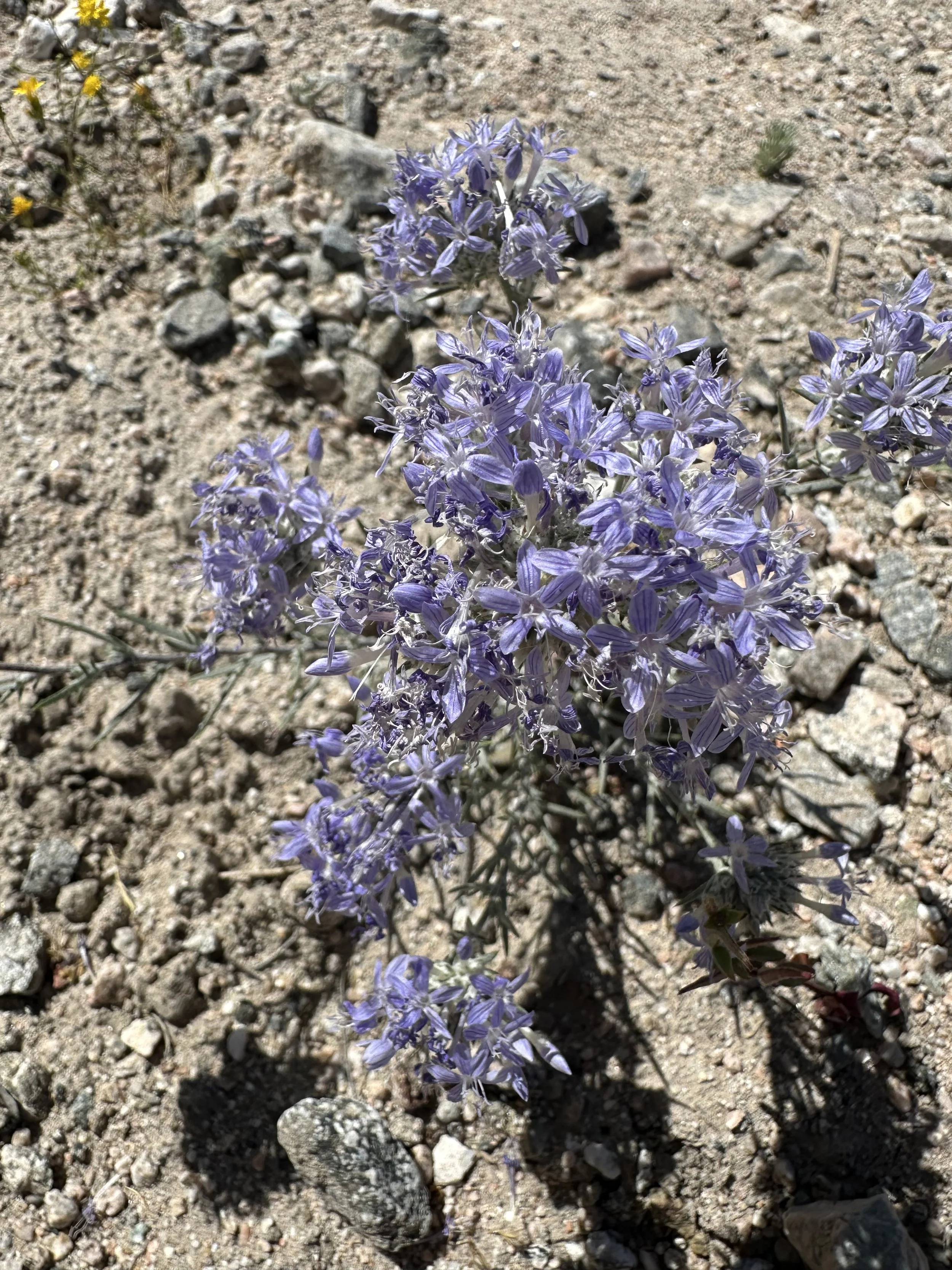 A purple flower pictured from above is in a dirt and rock background.