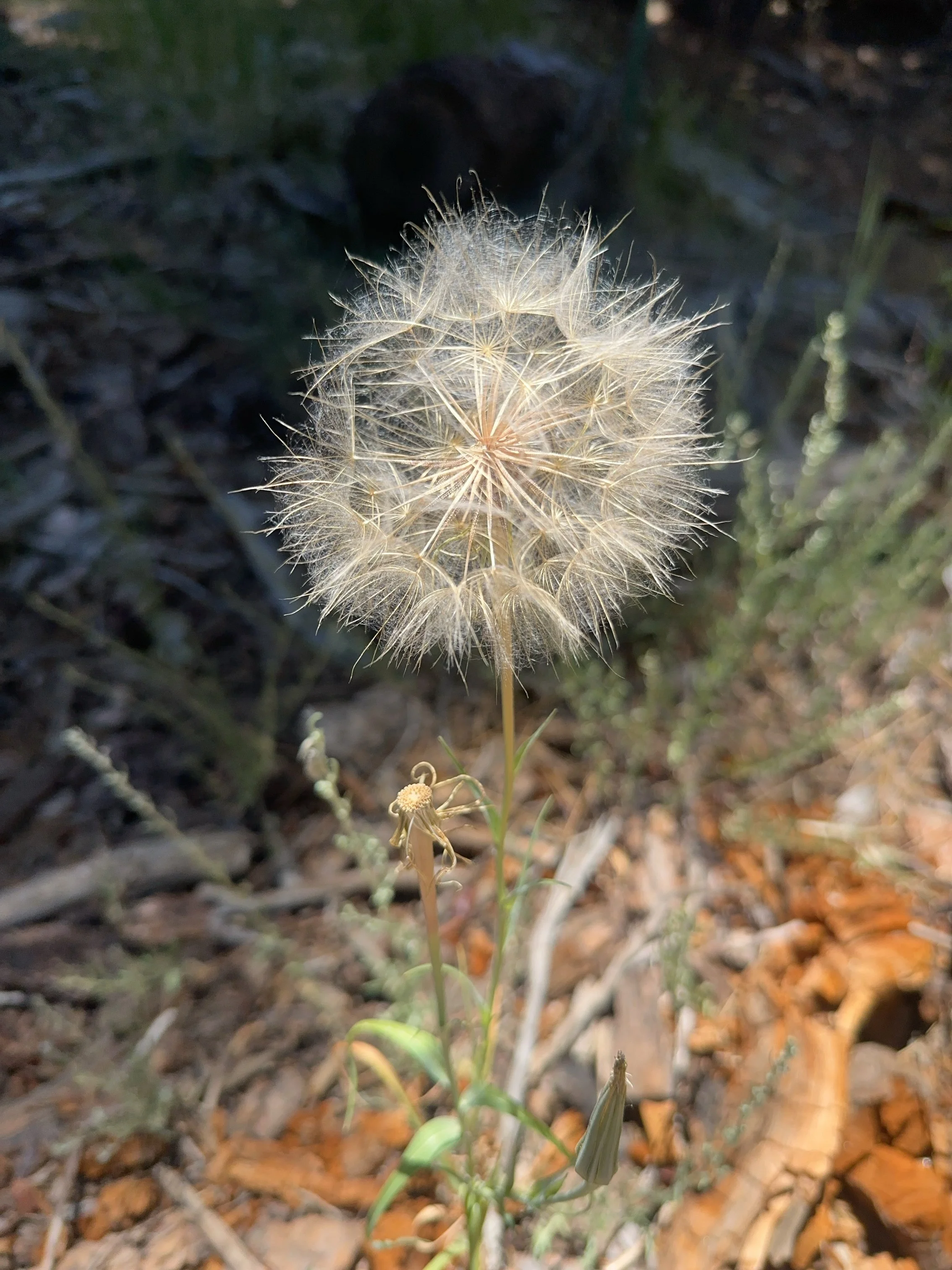 A fluffy Yellow Salsify flower amongst leaves and dirt.