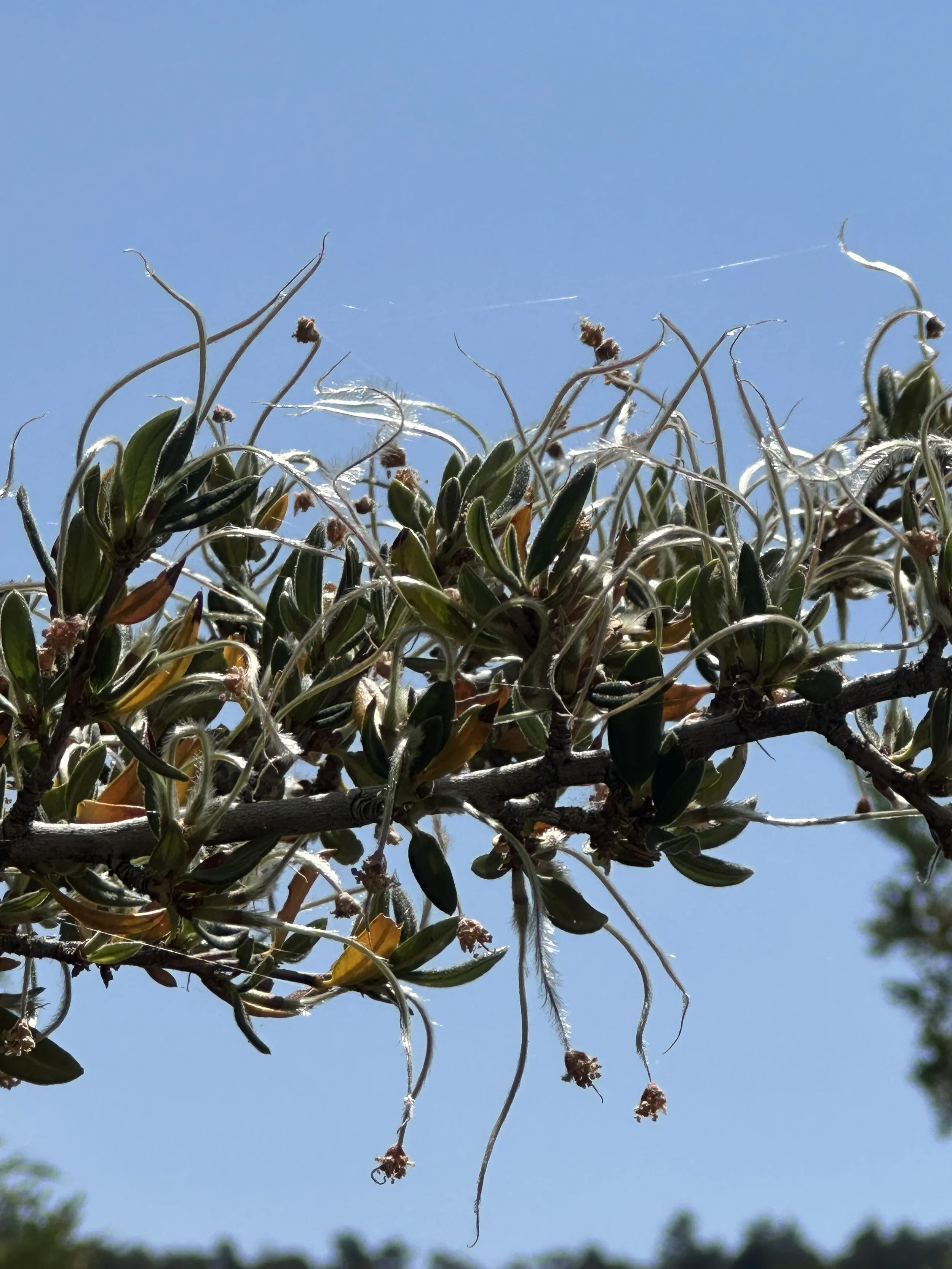 A close up of Mountain Mahogany's branch and leaves.