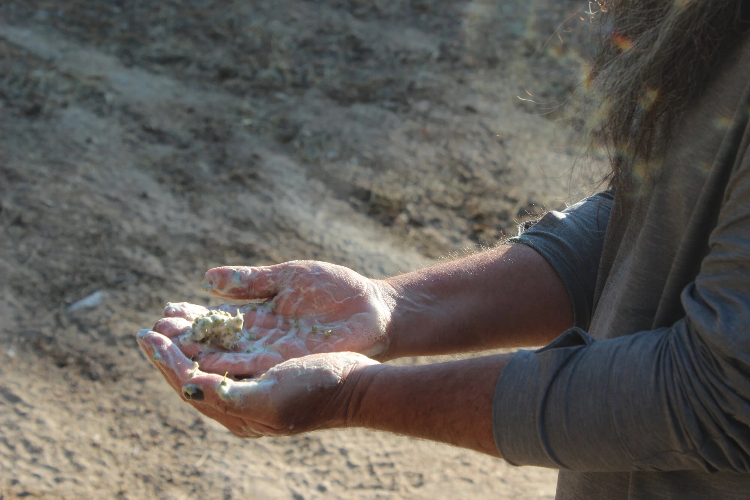 A bearded person holds his hands out with Mountain Whitehorn, Soapberry foaming like soap.