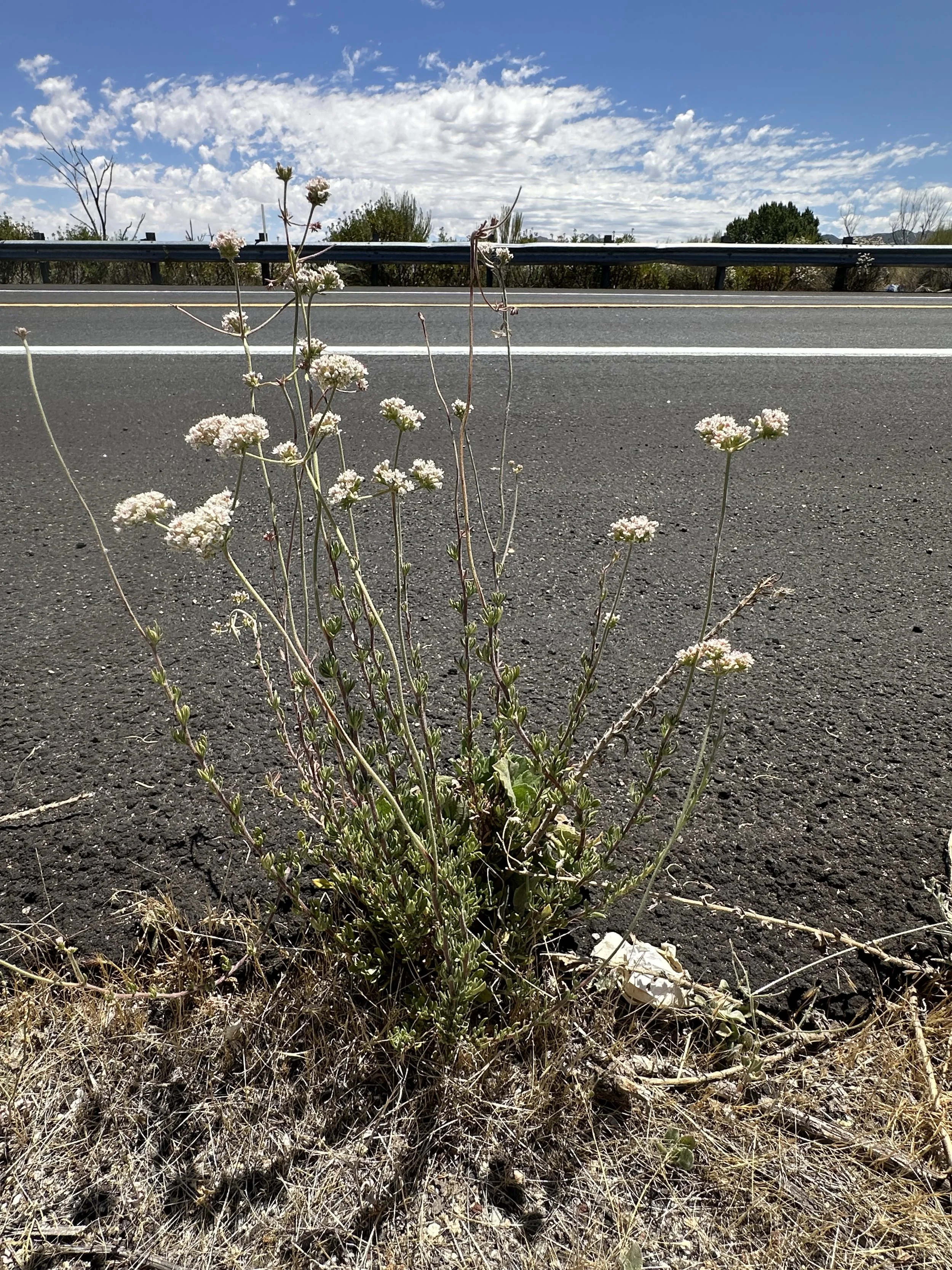 A white flowering plant grows out of the side of the road.
