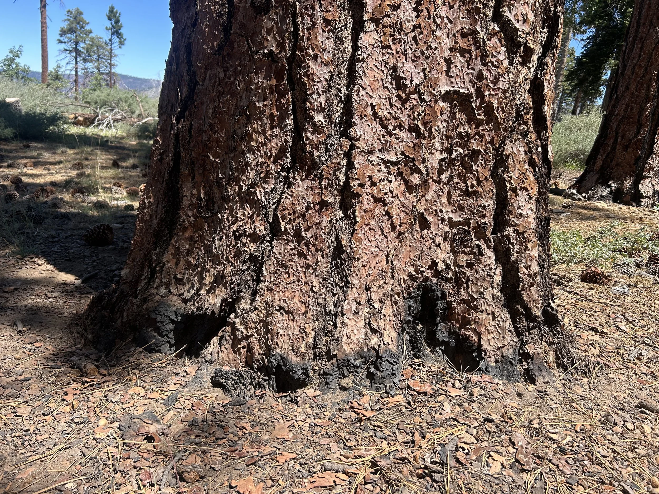 Displaying the burn near the root of the trunk of a tree that meets the ground.