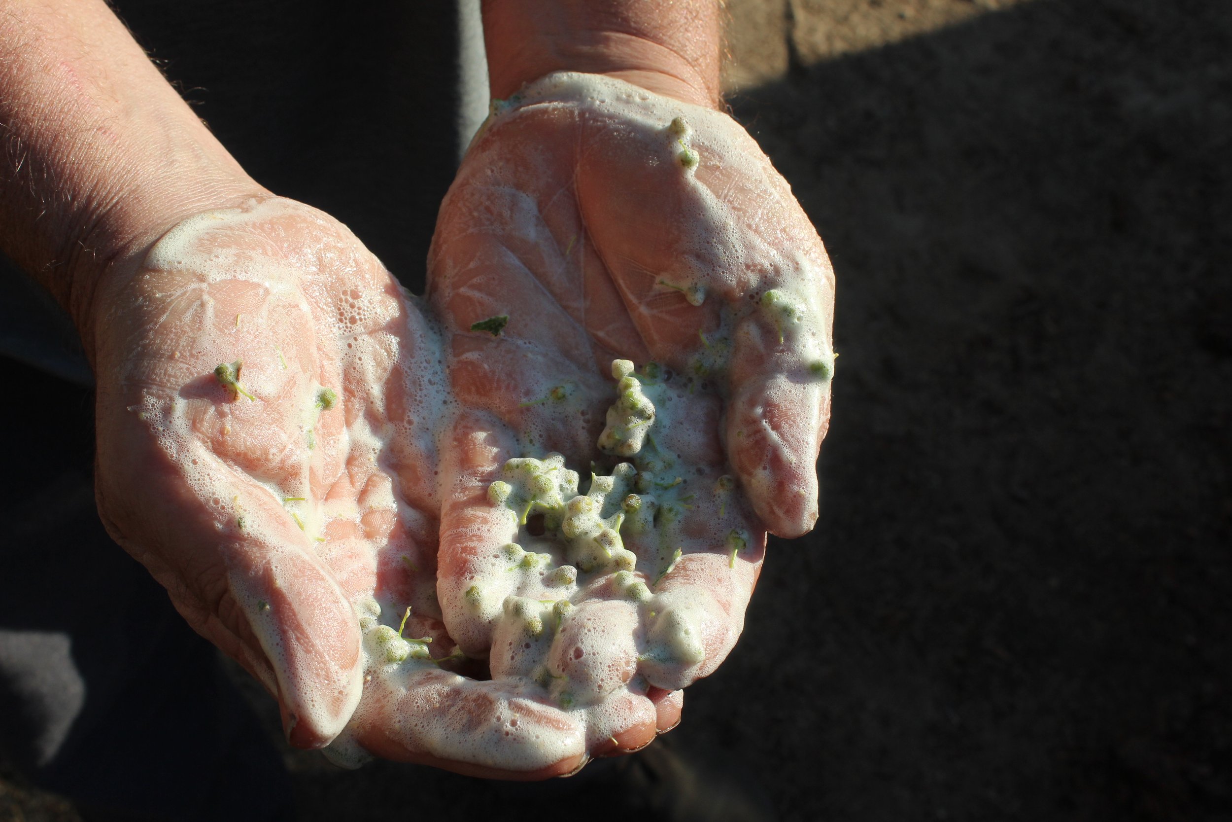 A close up of hands sudsy with Soapberry plant life.