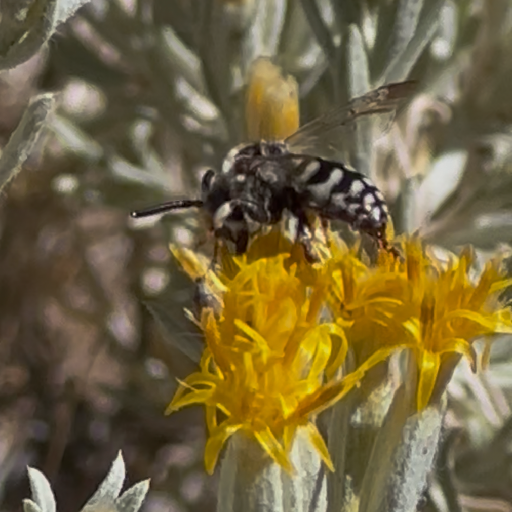 A striped black and white bee on a flower.