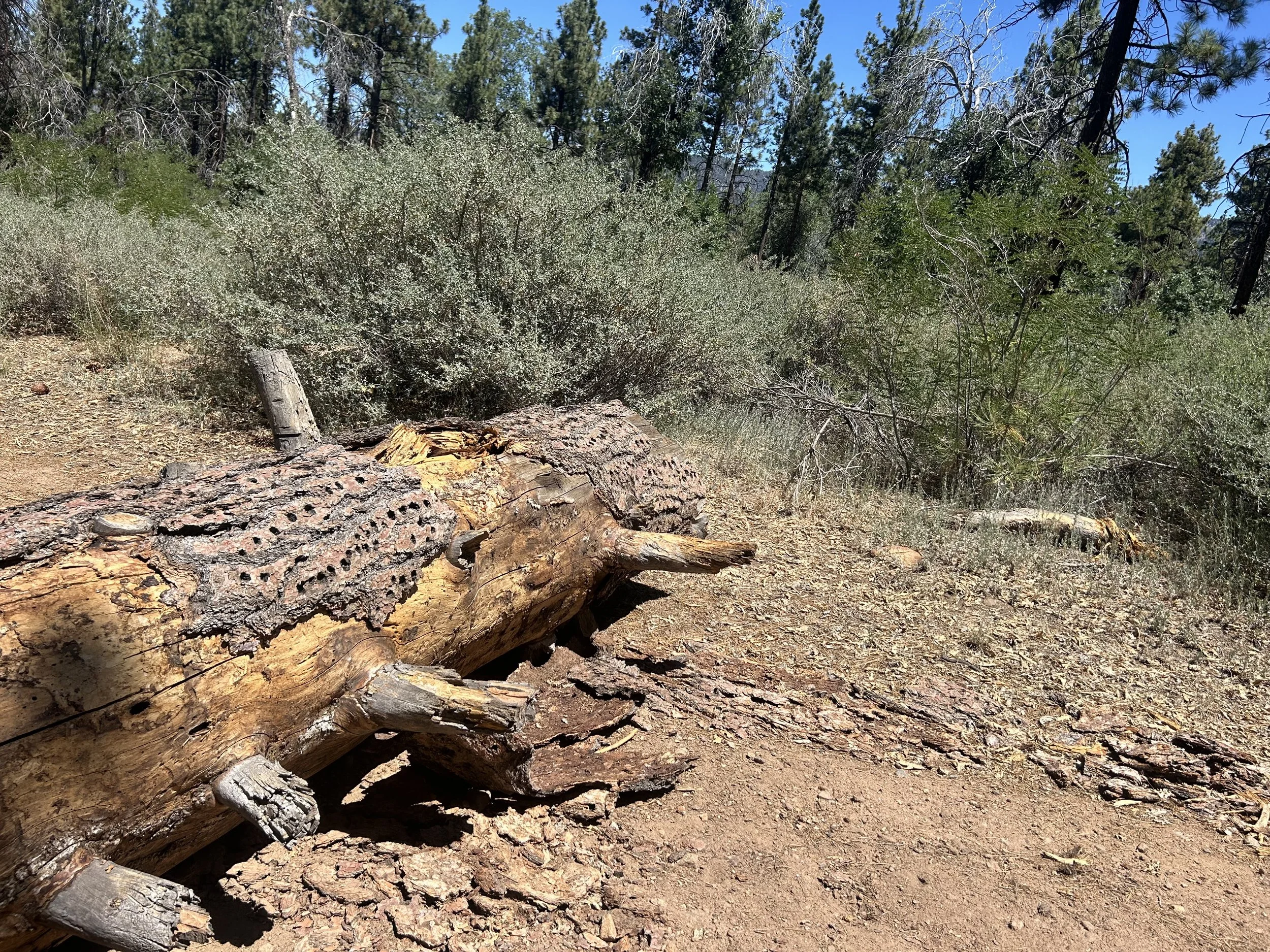 Woodpecker acorn holes in a chopped tree.