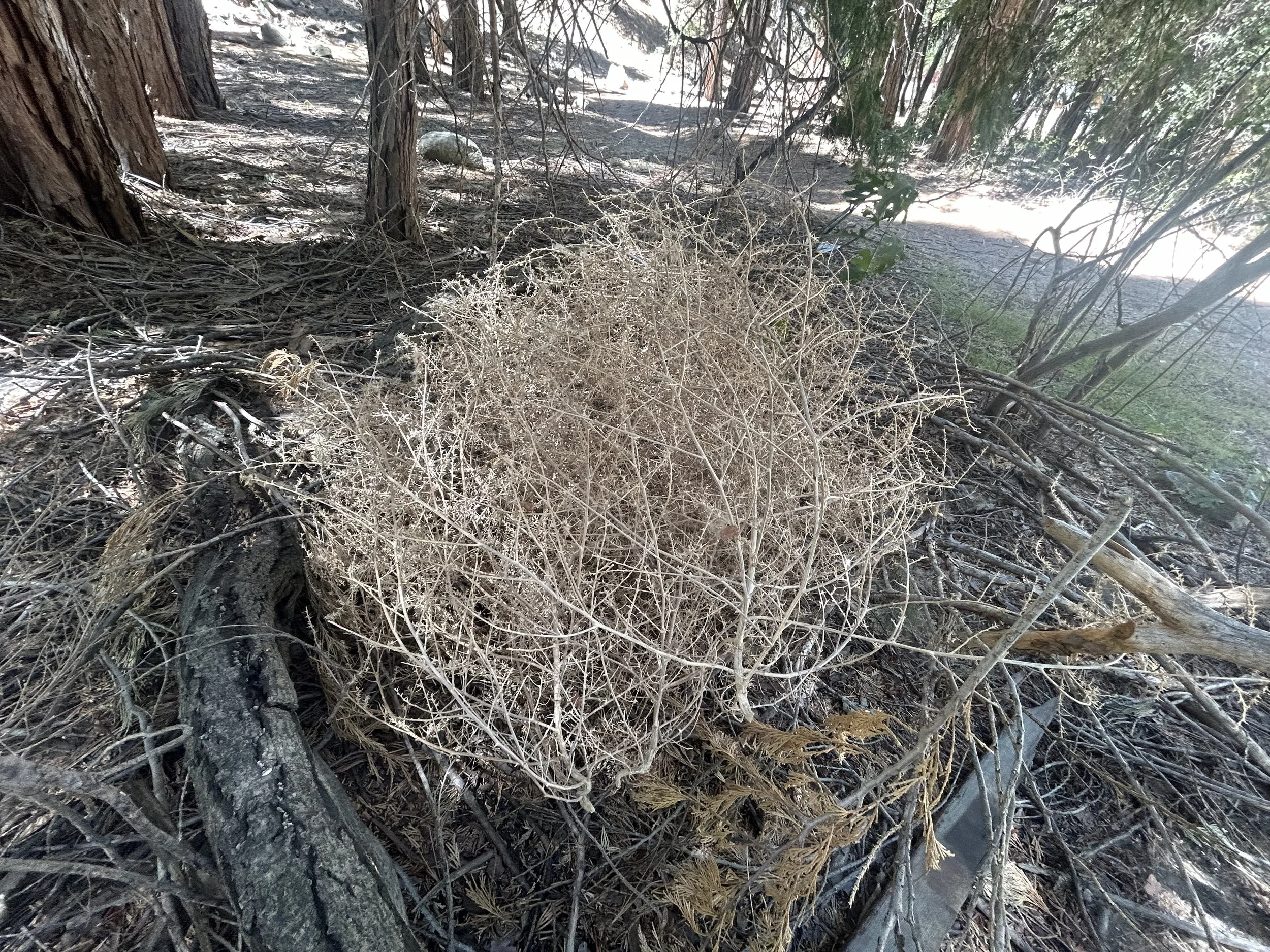 tumbleweed in the forest