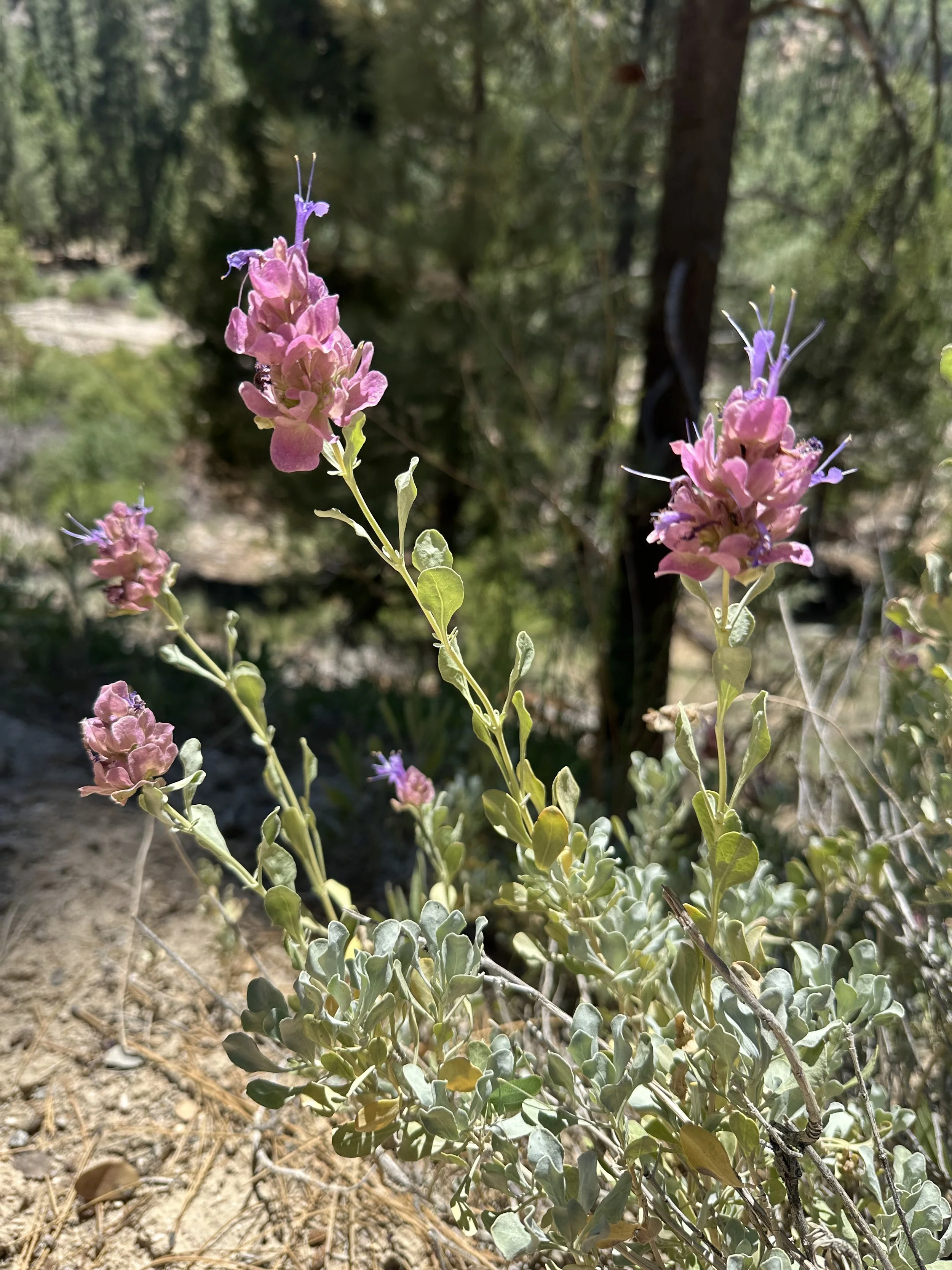 Light pink and purple blooming sage bush  flowers